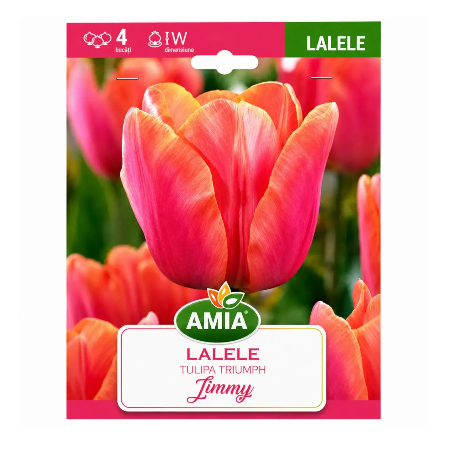 Tulips Jimmy