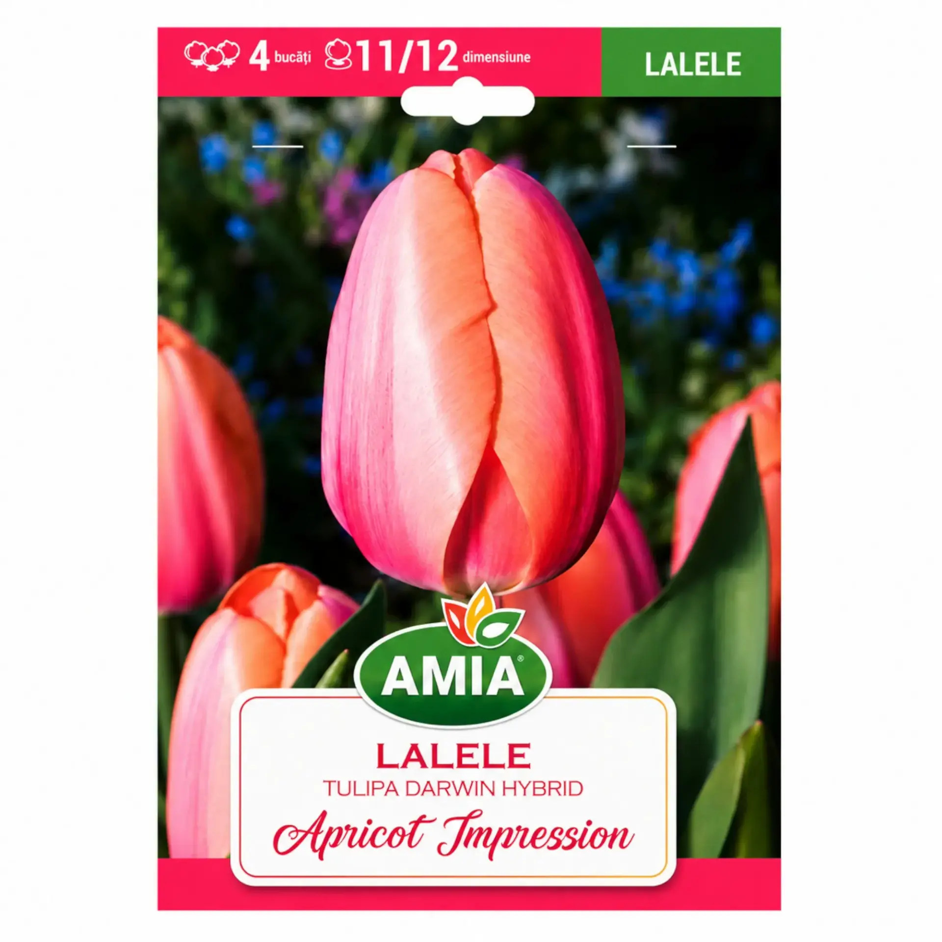 Tulips Apricot Impression