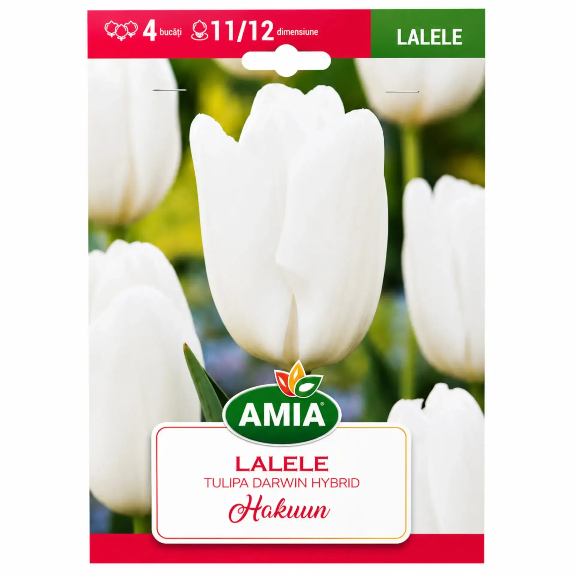 Tulips Hakuun