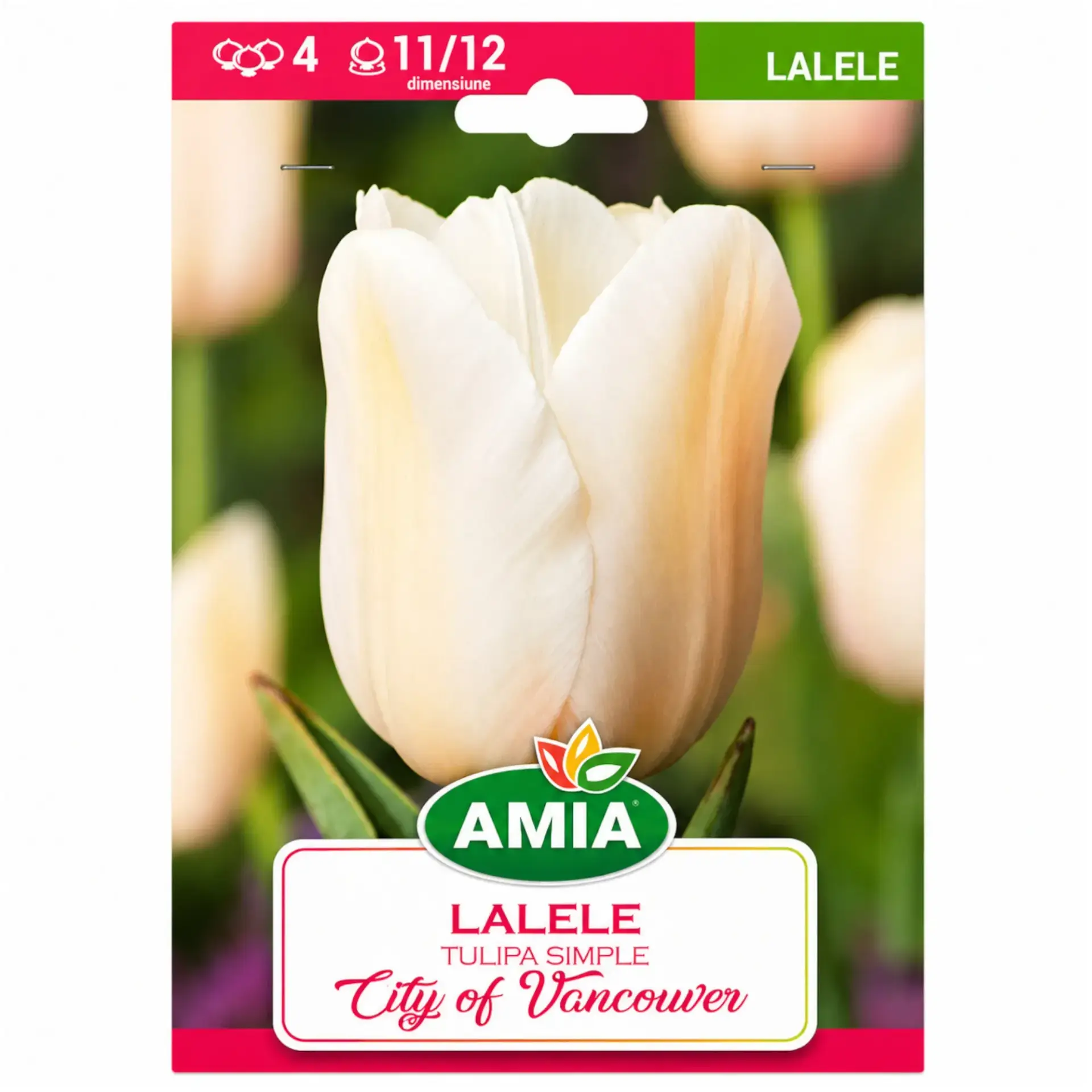 Tulips City of Vancouver