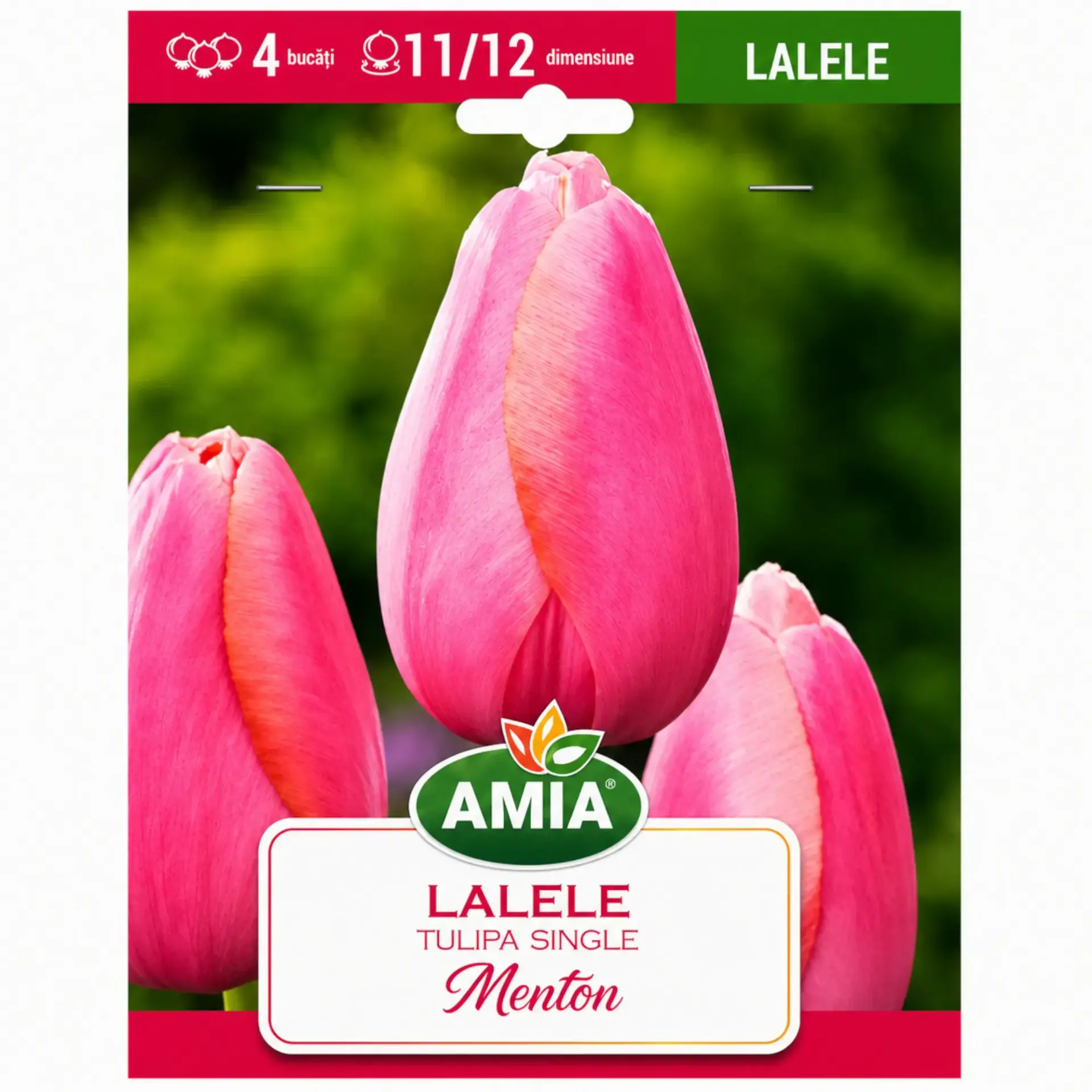 Tulips Menton