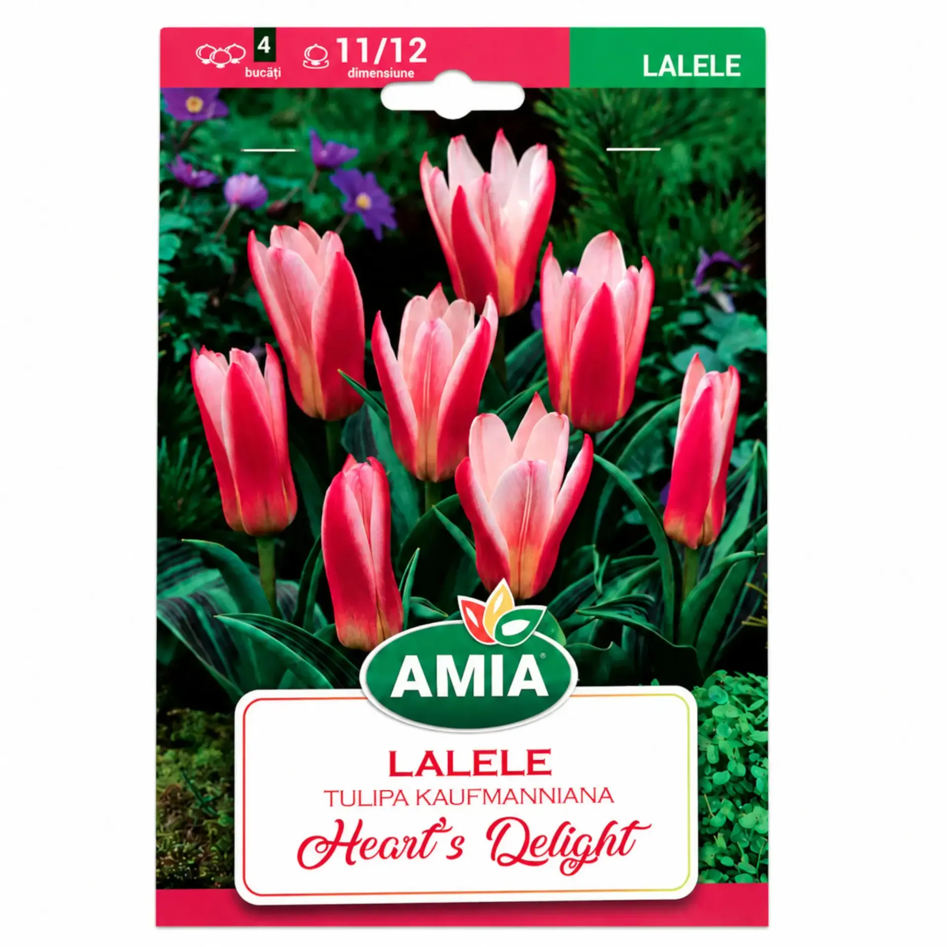 Tulips Heart's Delight