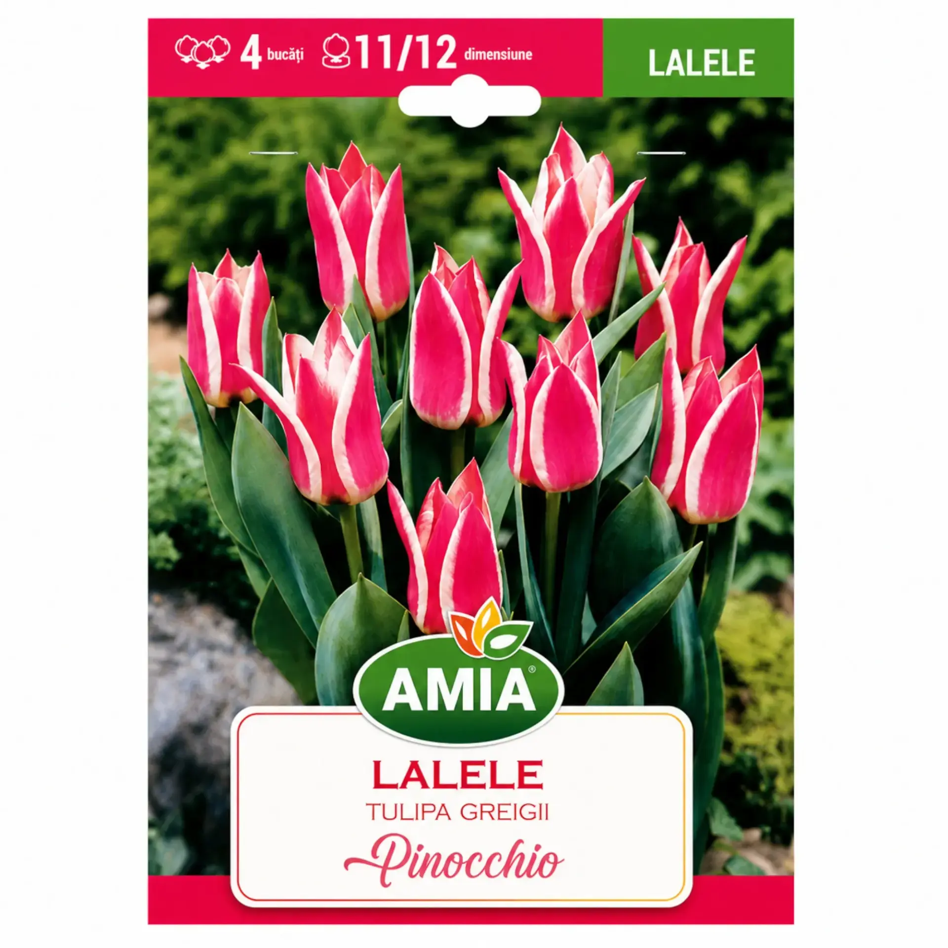 Tulips Pinocchio