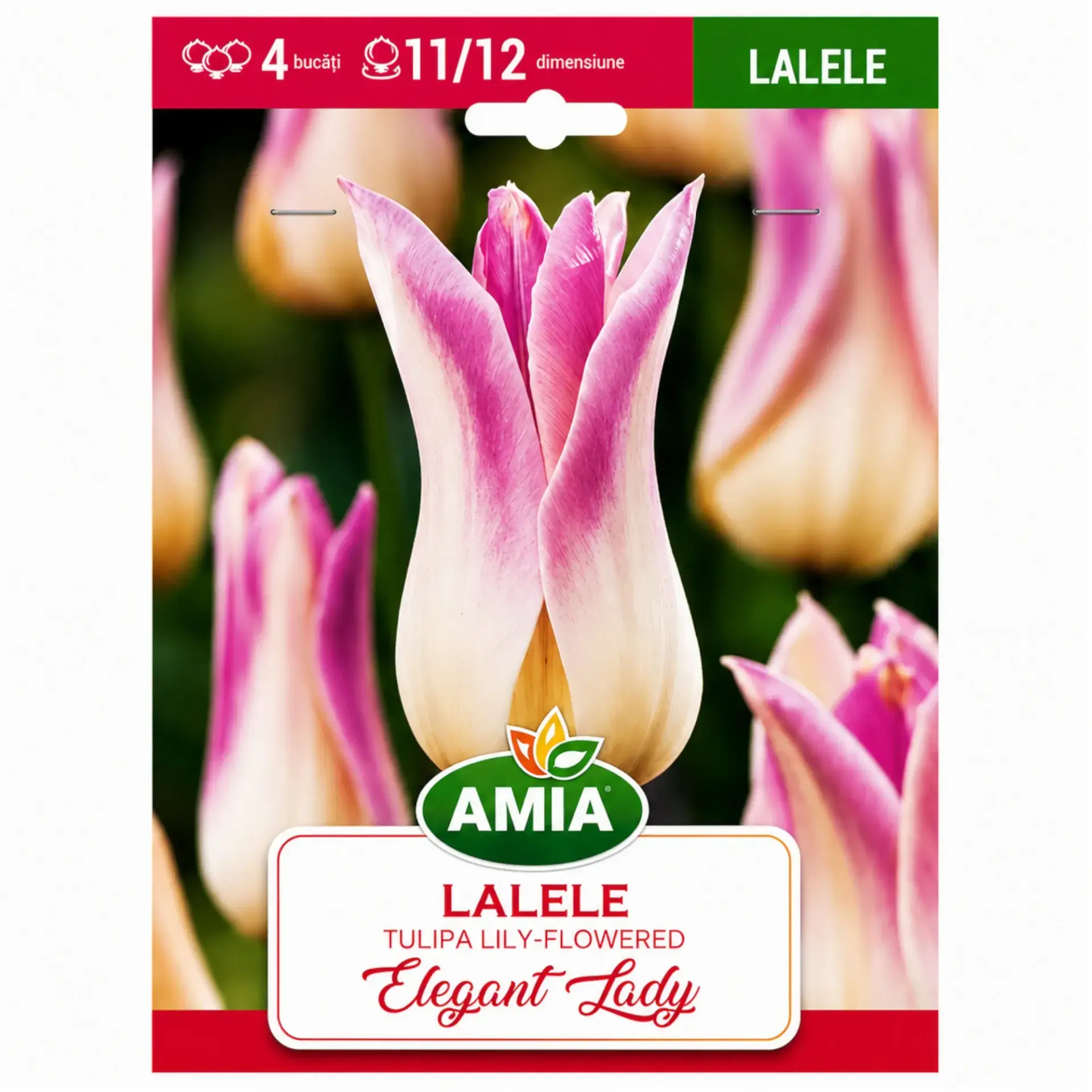 Tulips Elegant Lady