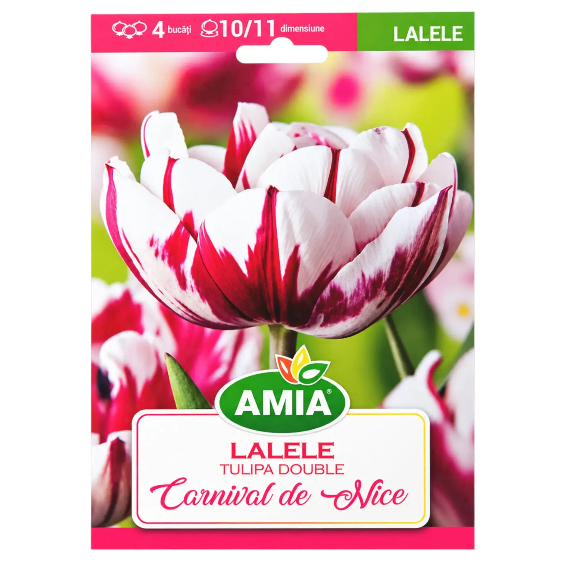 Tulips Carnaval de Nice