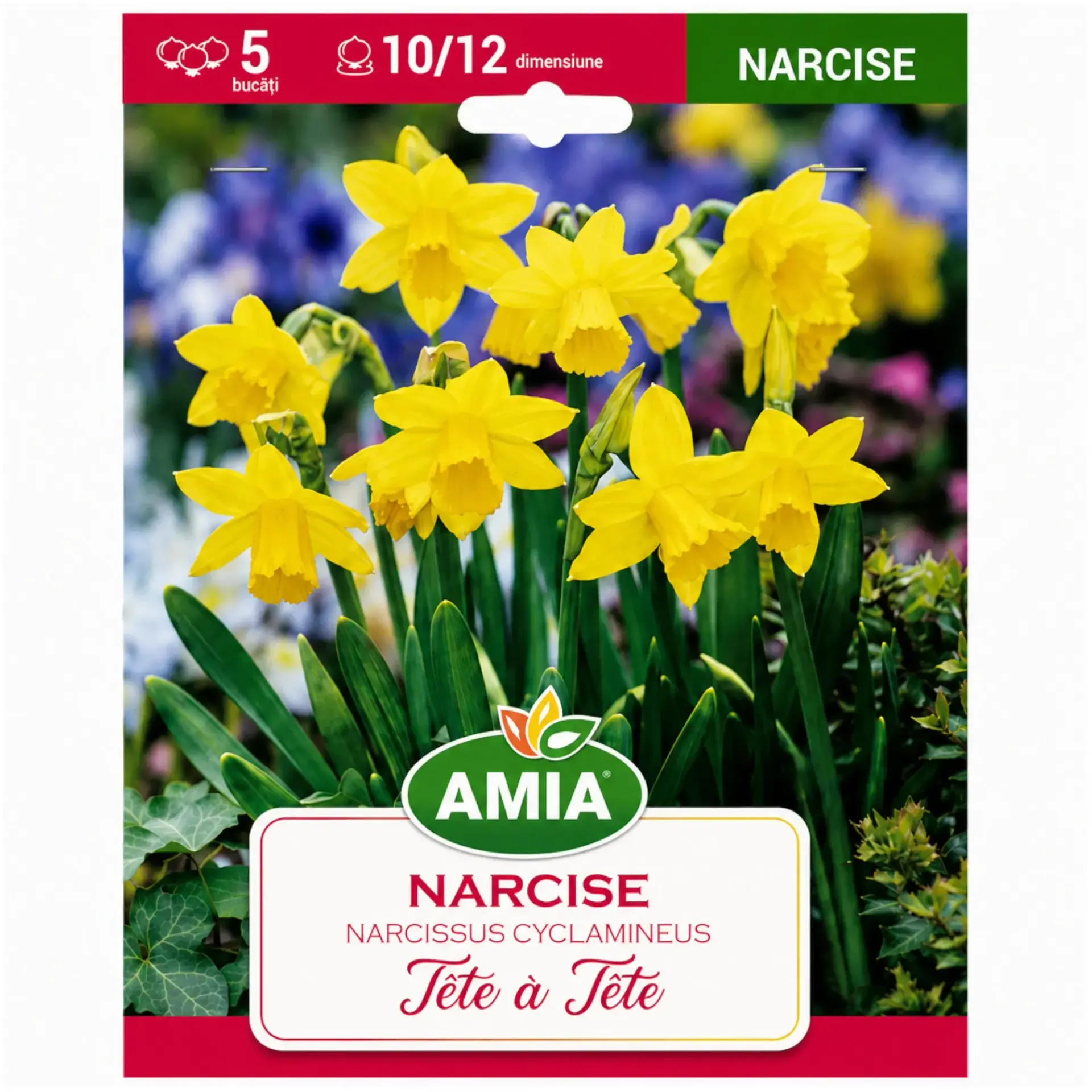 Daffodils Tete a Tete