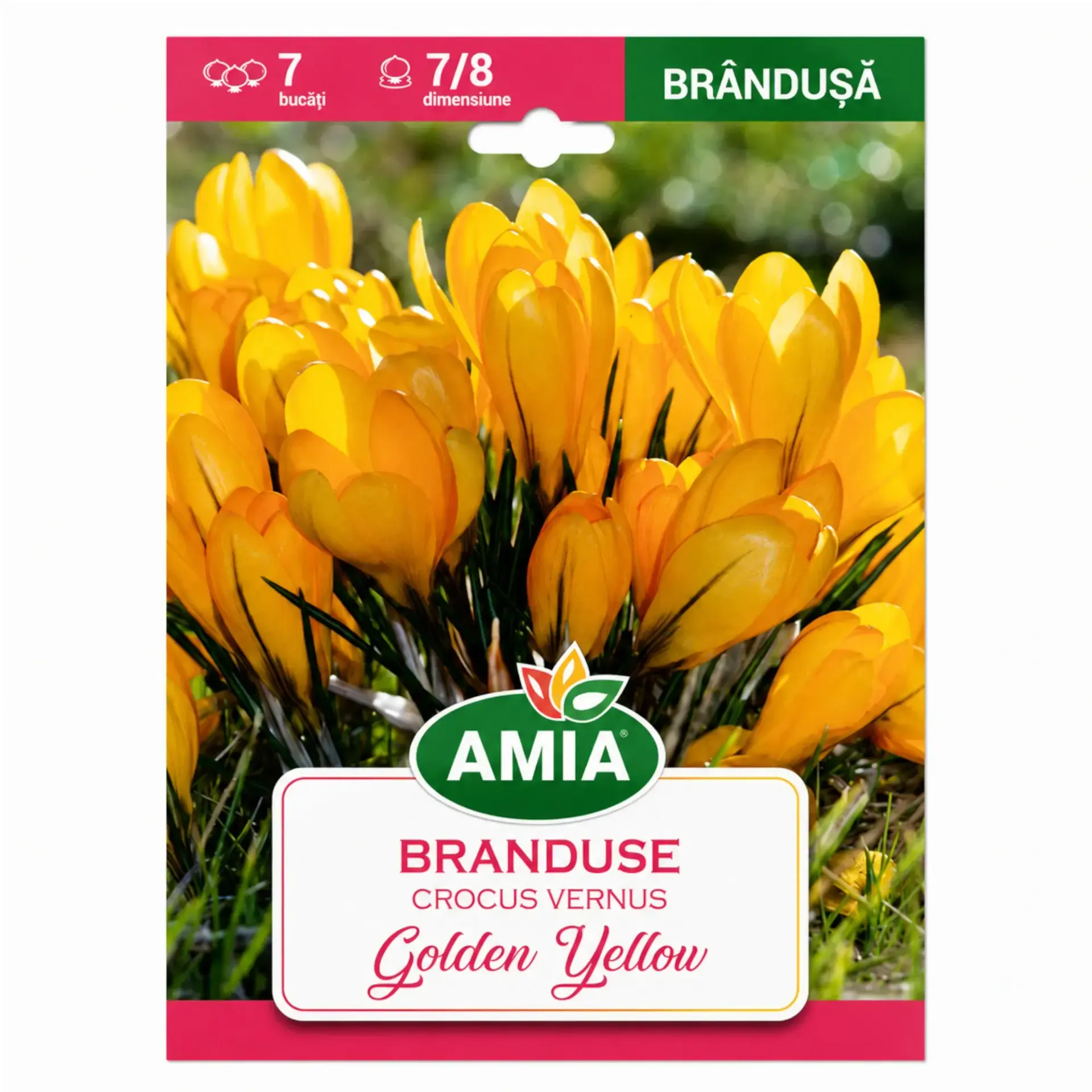 Crocus Golden Yellow