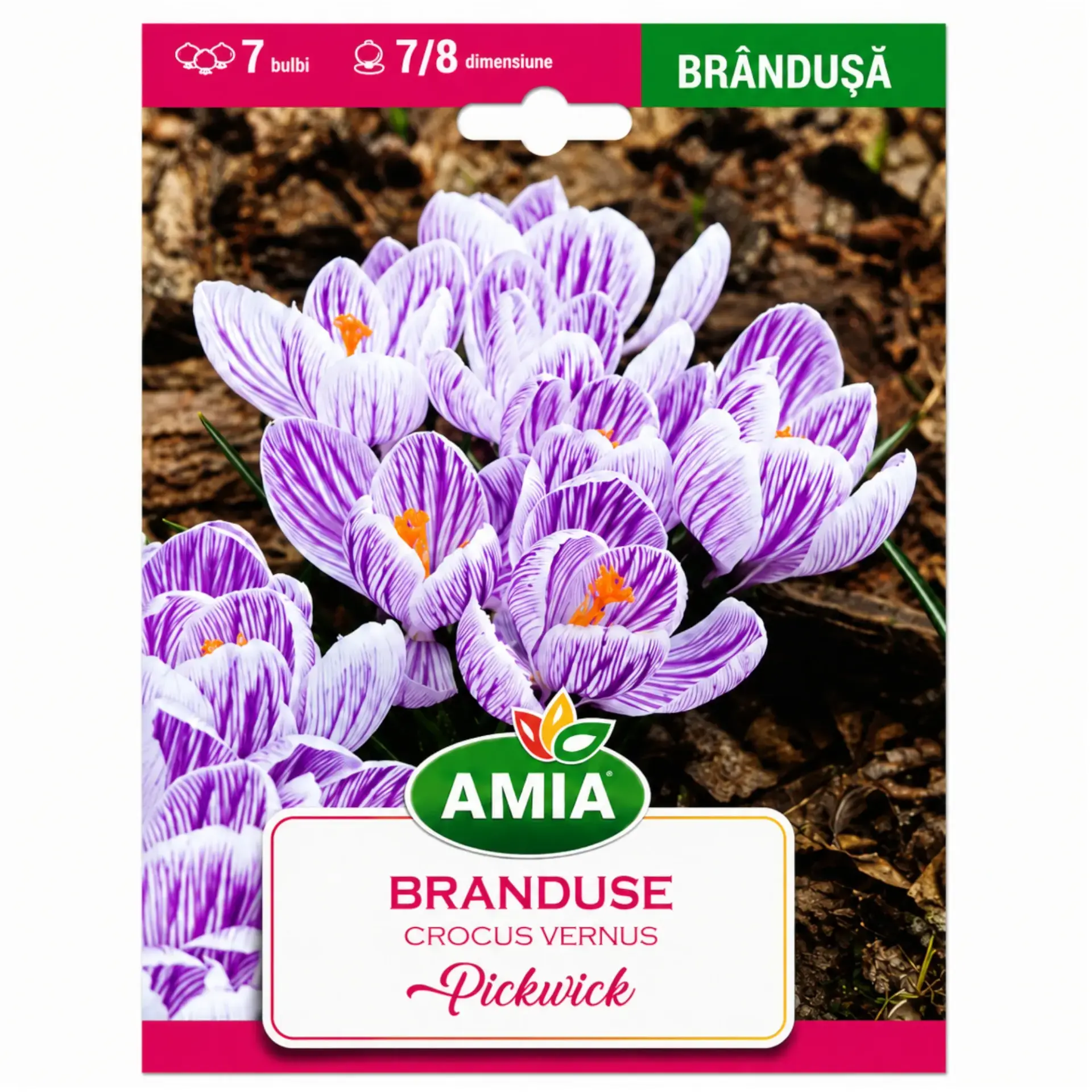 Crocus Pickwick