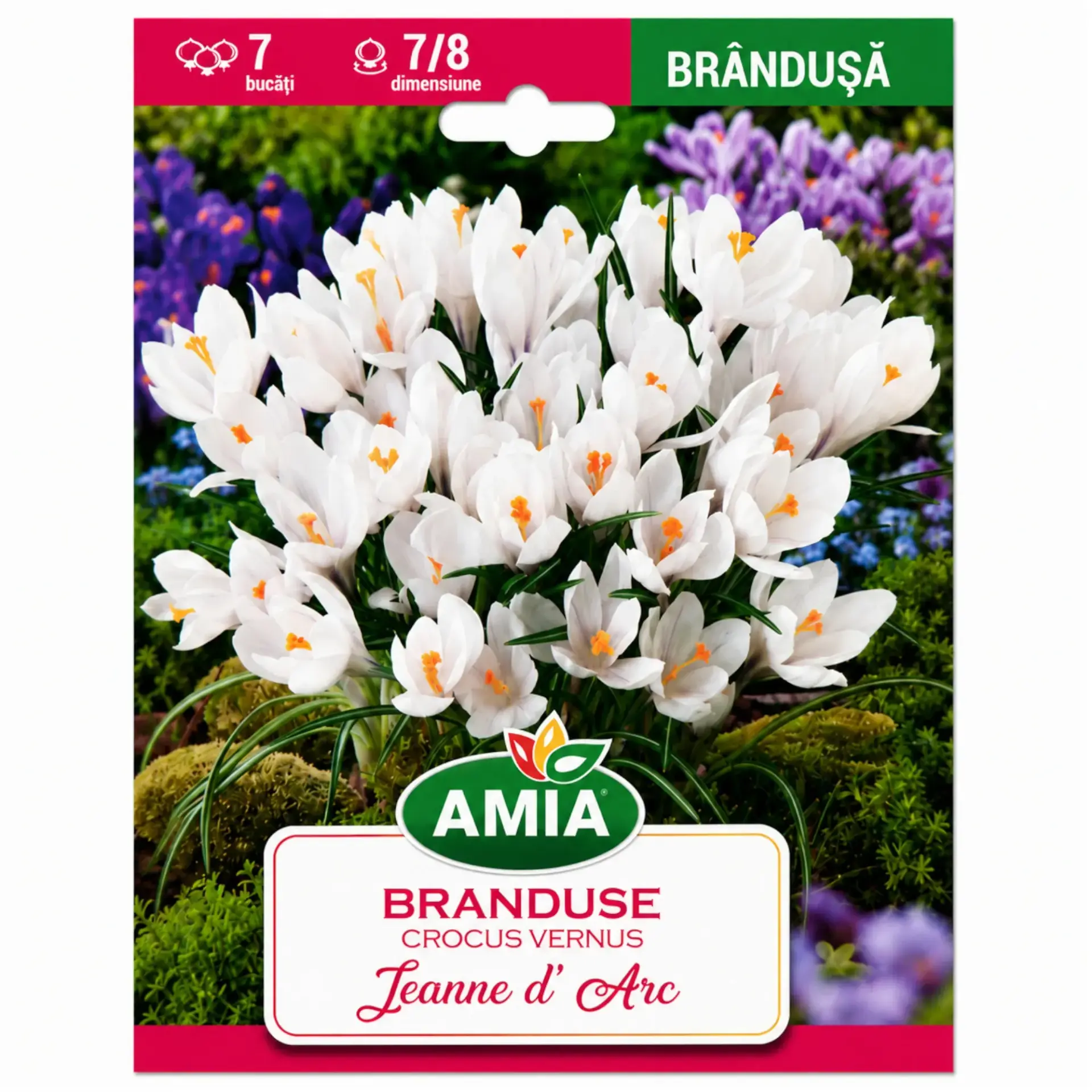 Crocus Jeanne d'Arc