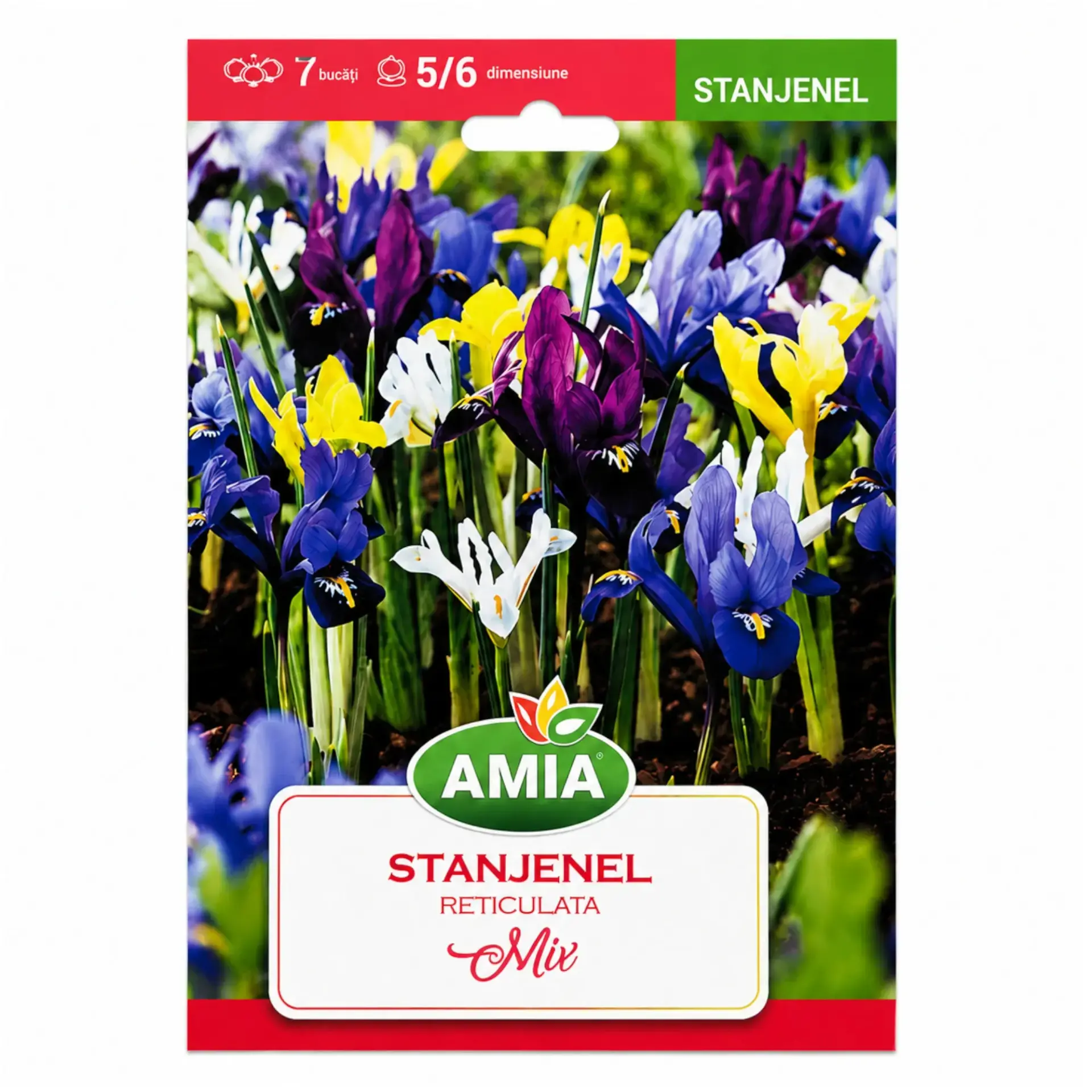 Iris Reticulata