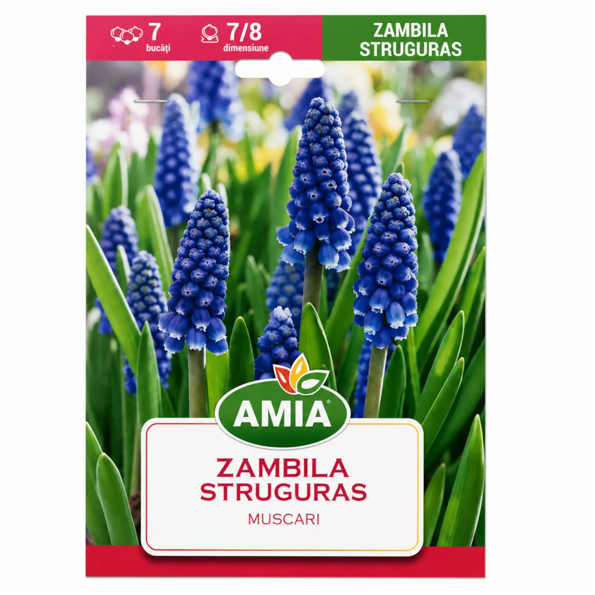 Grape hyacinths Armeniacum