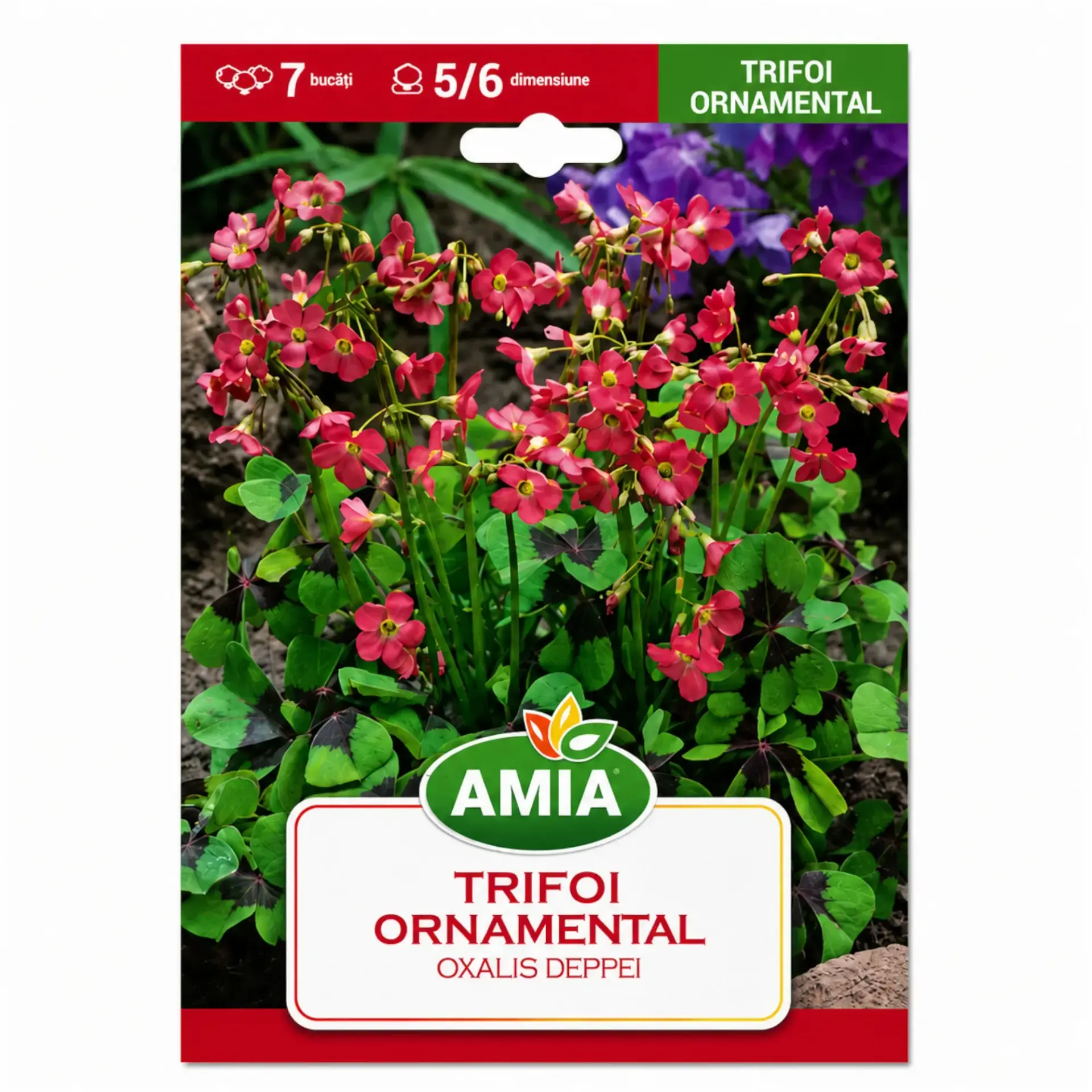 Ornamental clover Deppei