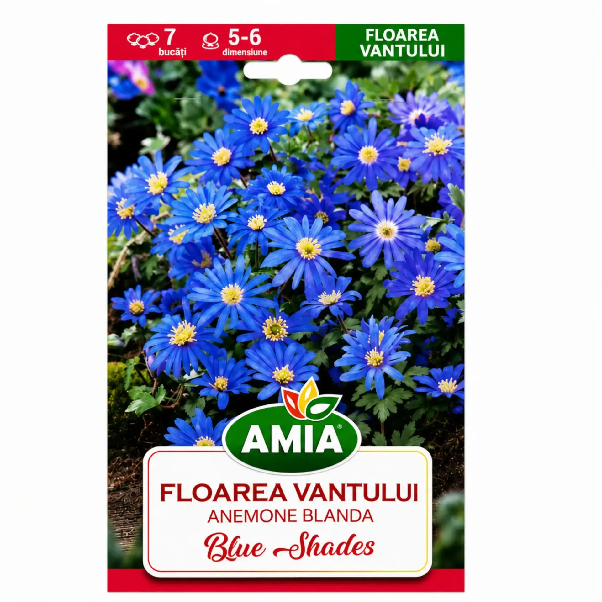 Winter windflower Blue Shades