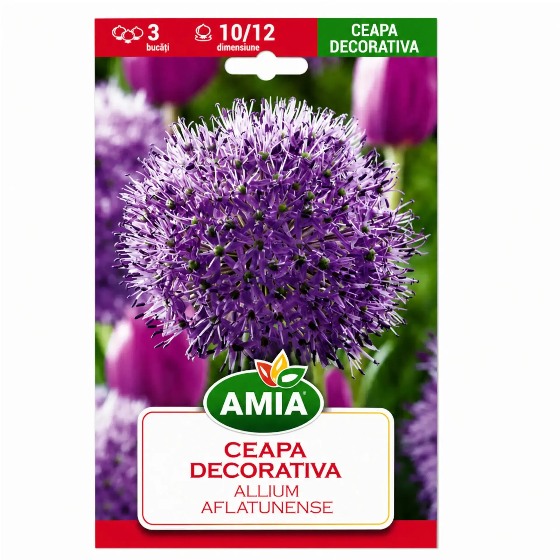 Ornamental alliums Aflatunense