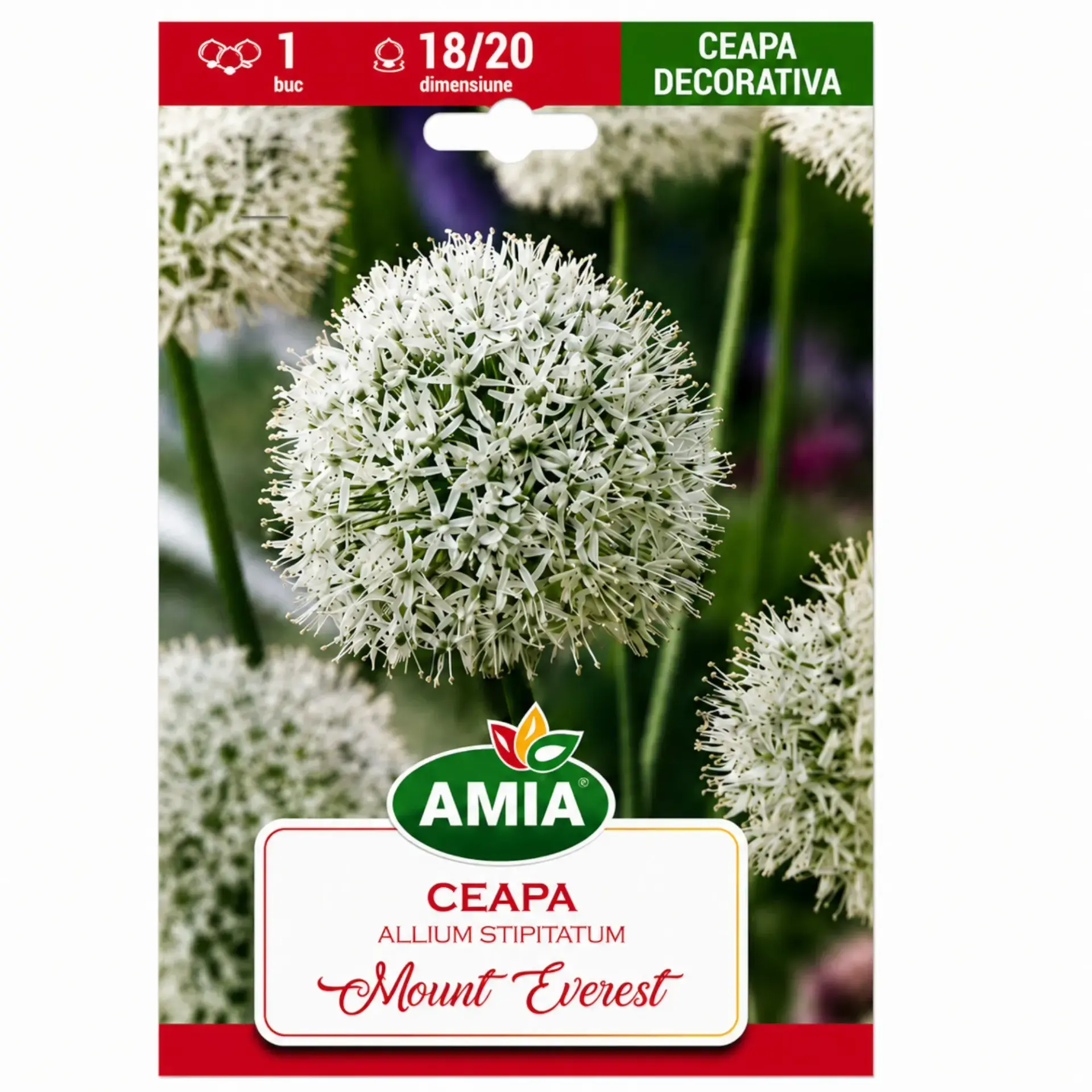 Ornamental alliums Mount Everest