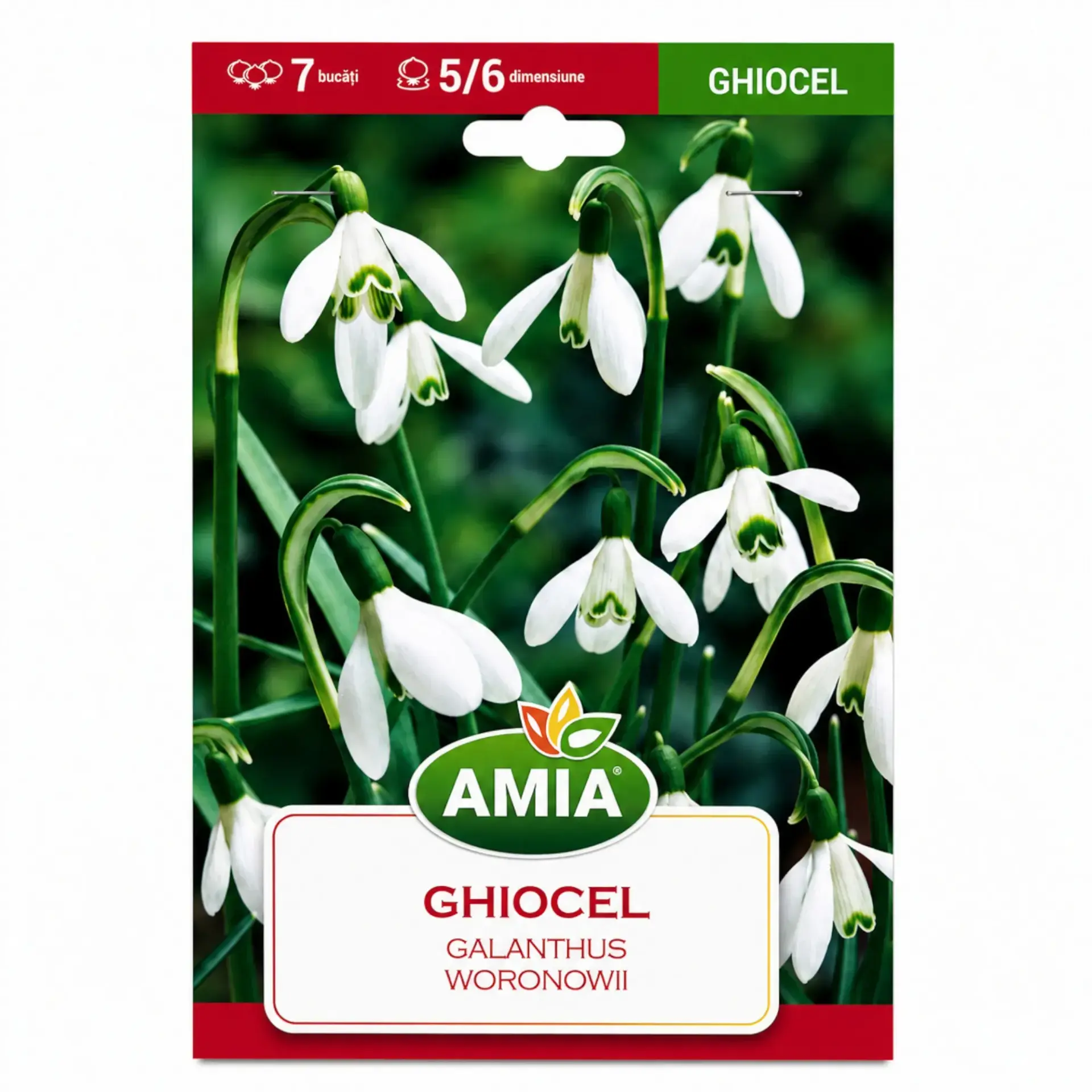 Snowdrops Woronowii