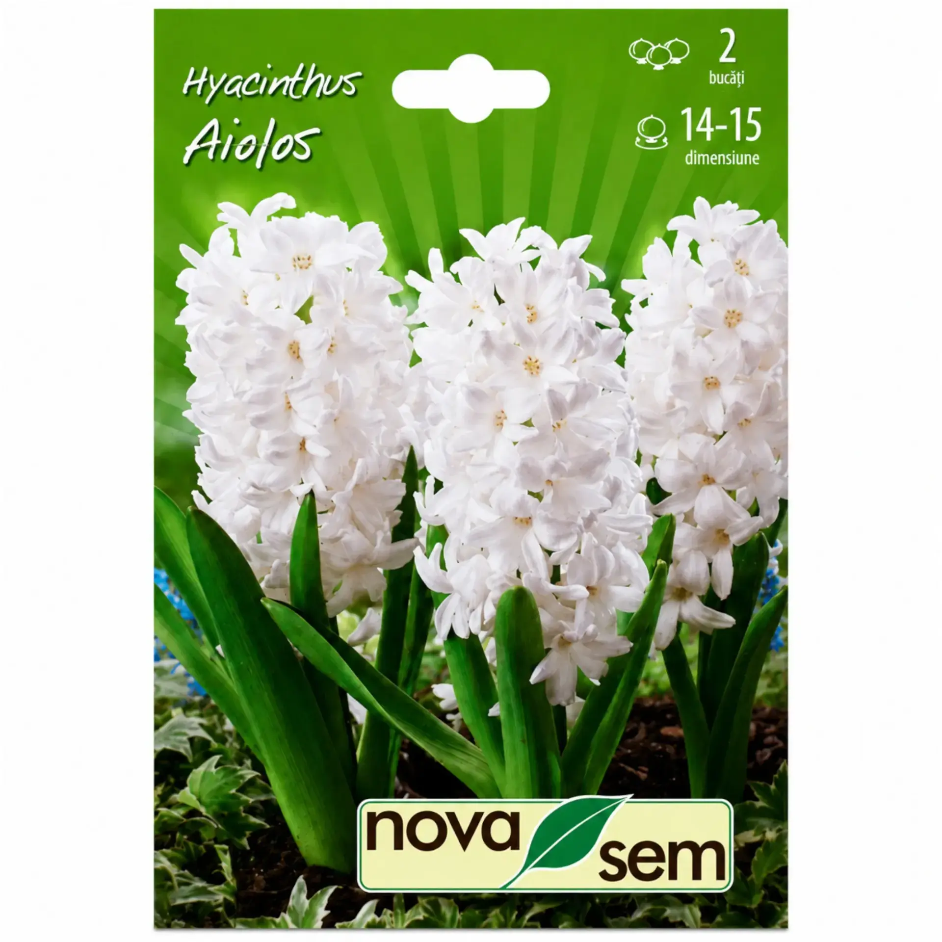 Hyacinths Aiolos