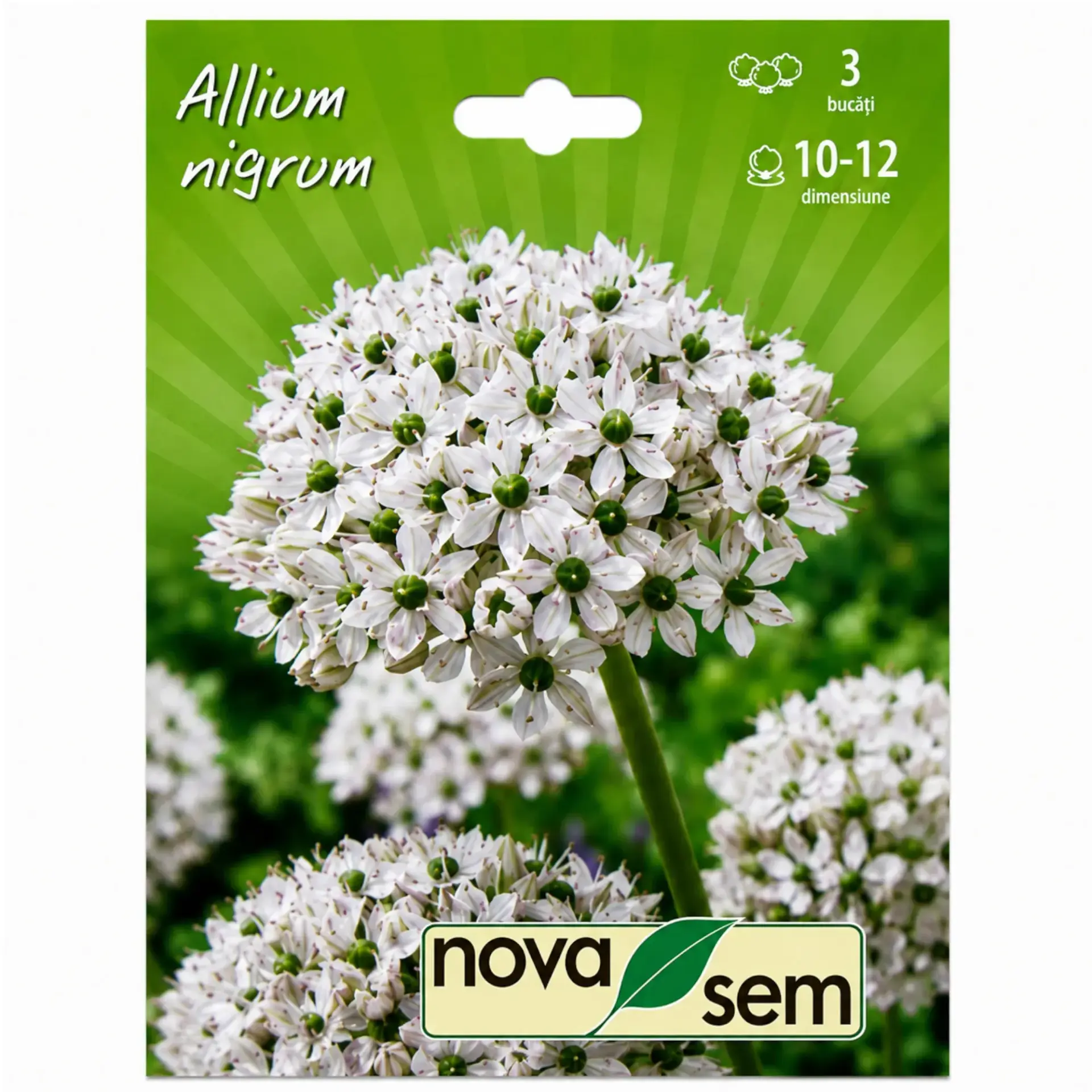 Ornamental alliums Nigrum