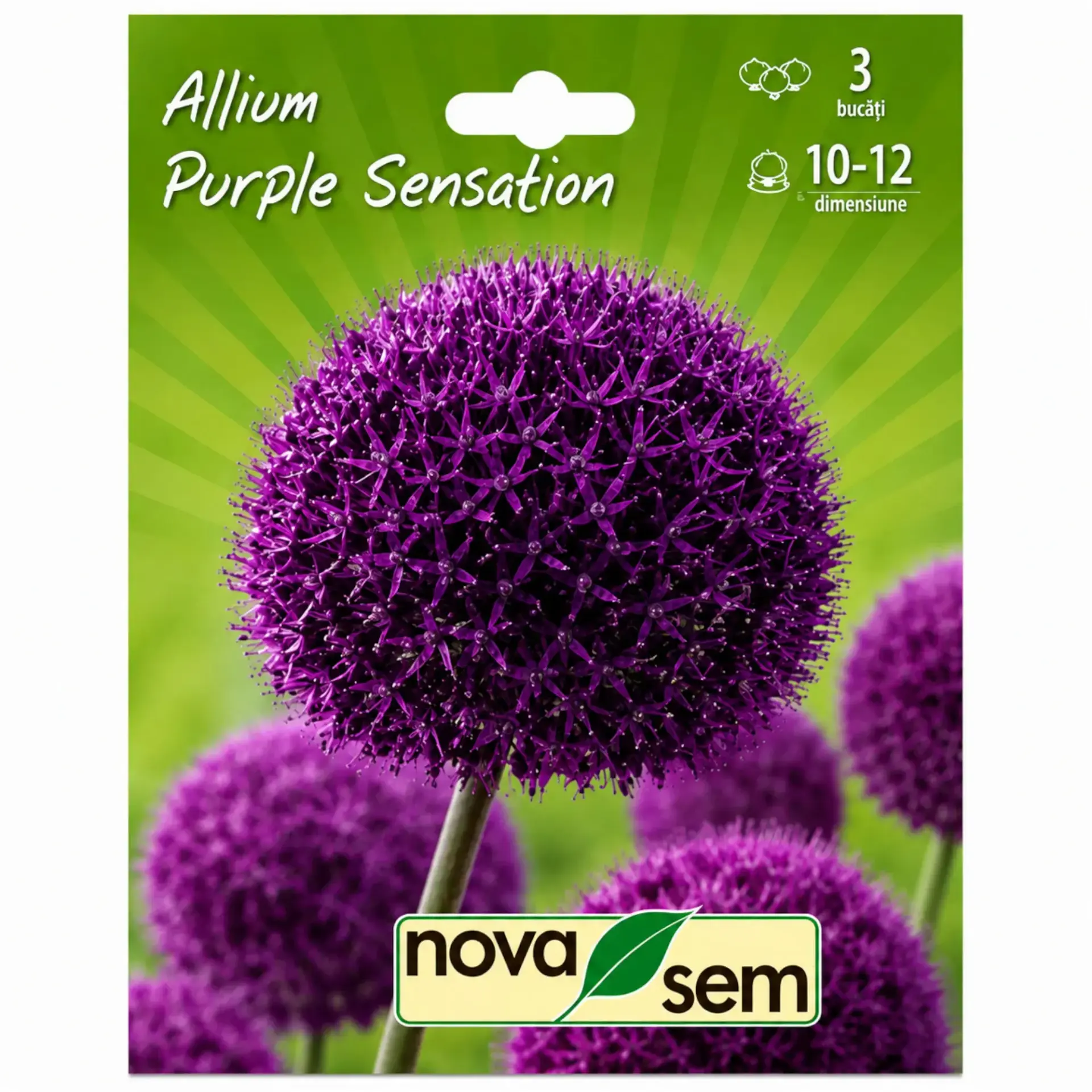Ornamental alliums Purple Sensation