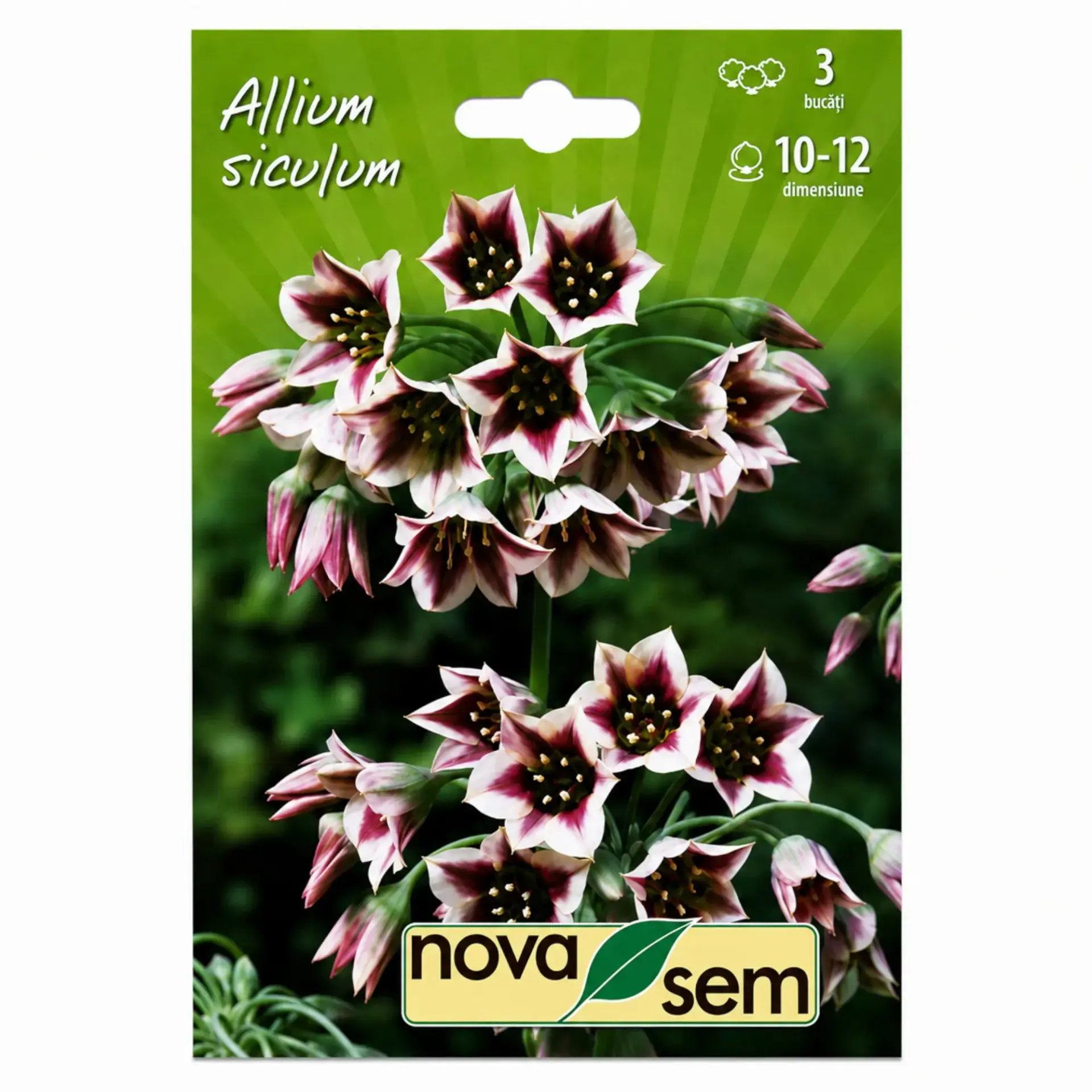 Ornamental alliums Siculum