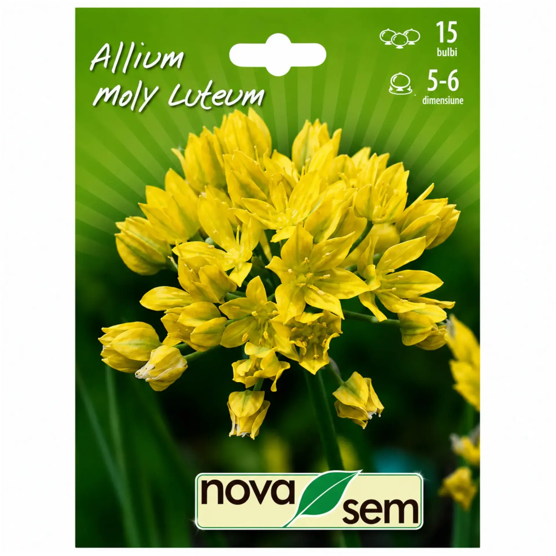 Ornamental alliums Moly Luteum
