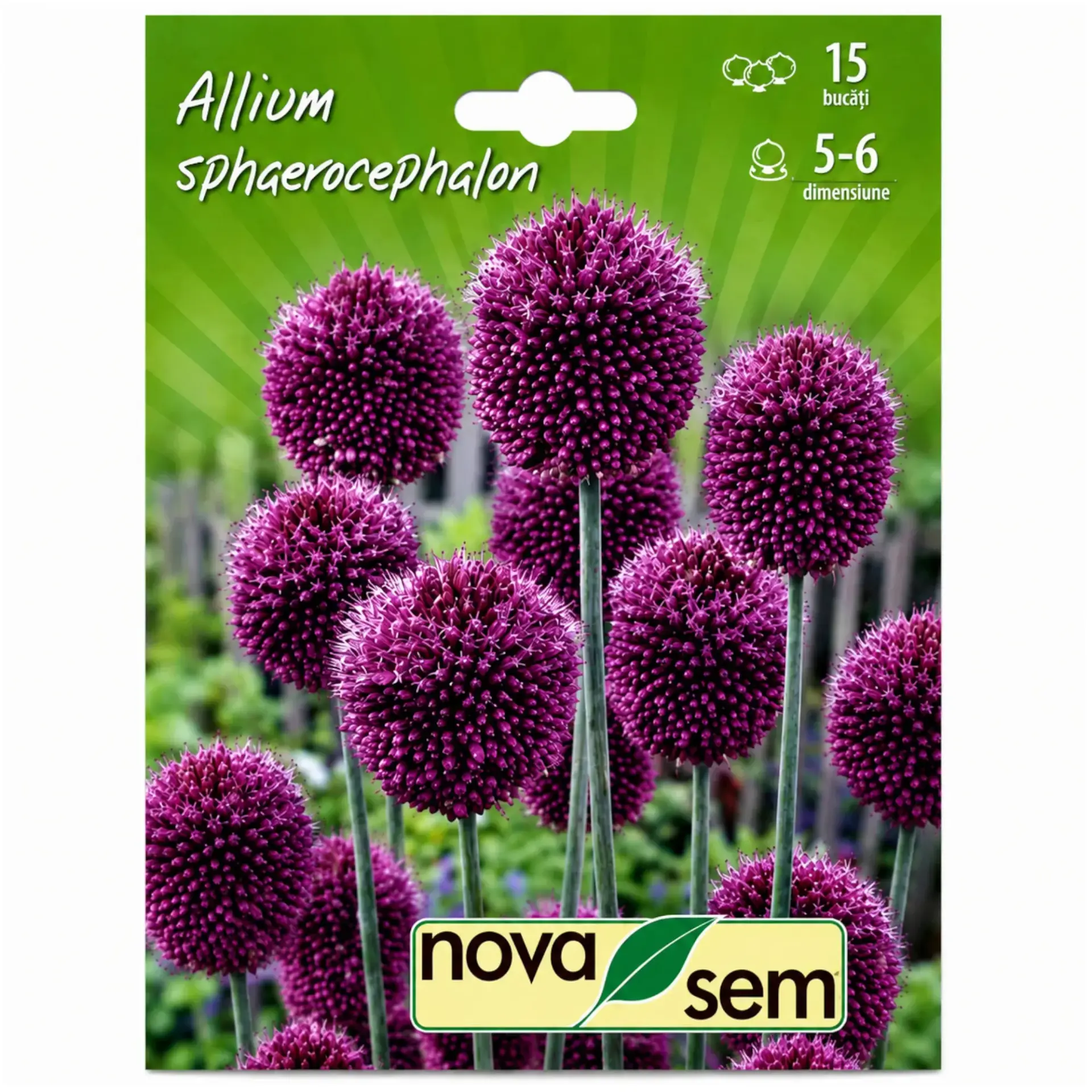 Ornamental alliums Sphaerocephalon