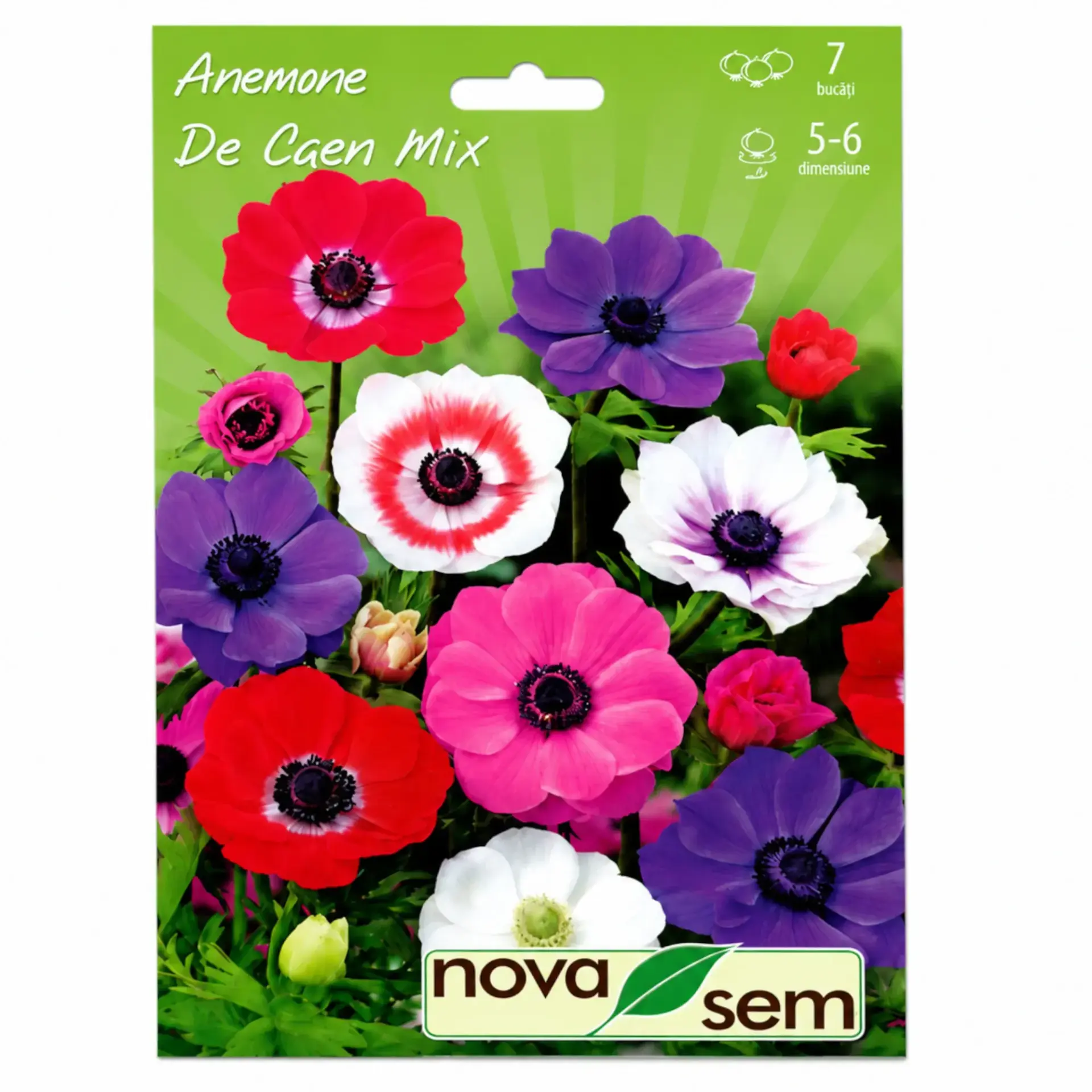 Anemones De Caen Mix