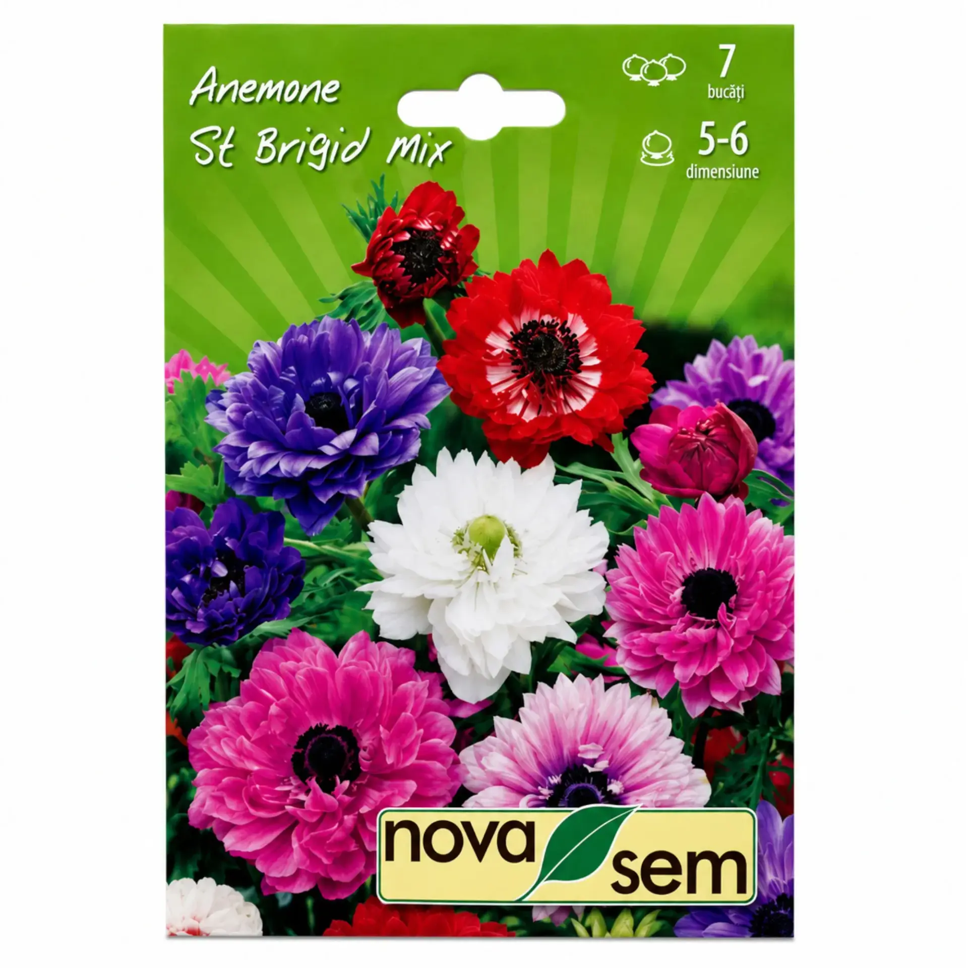 Anemones St Brigid Mix