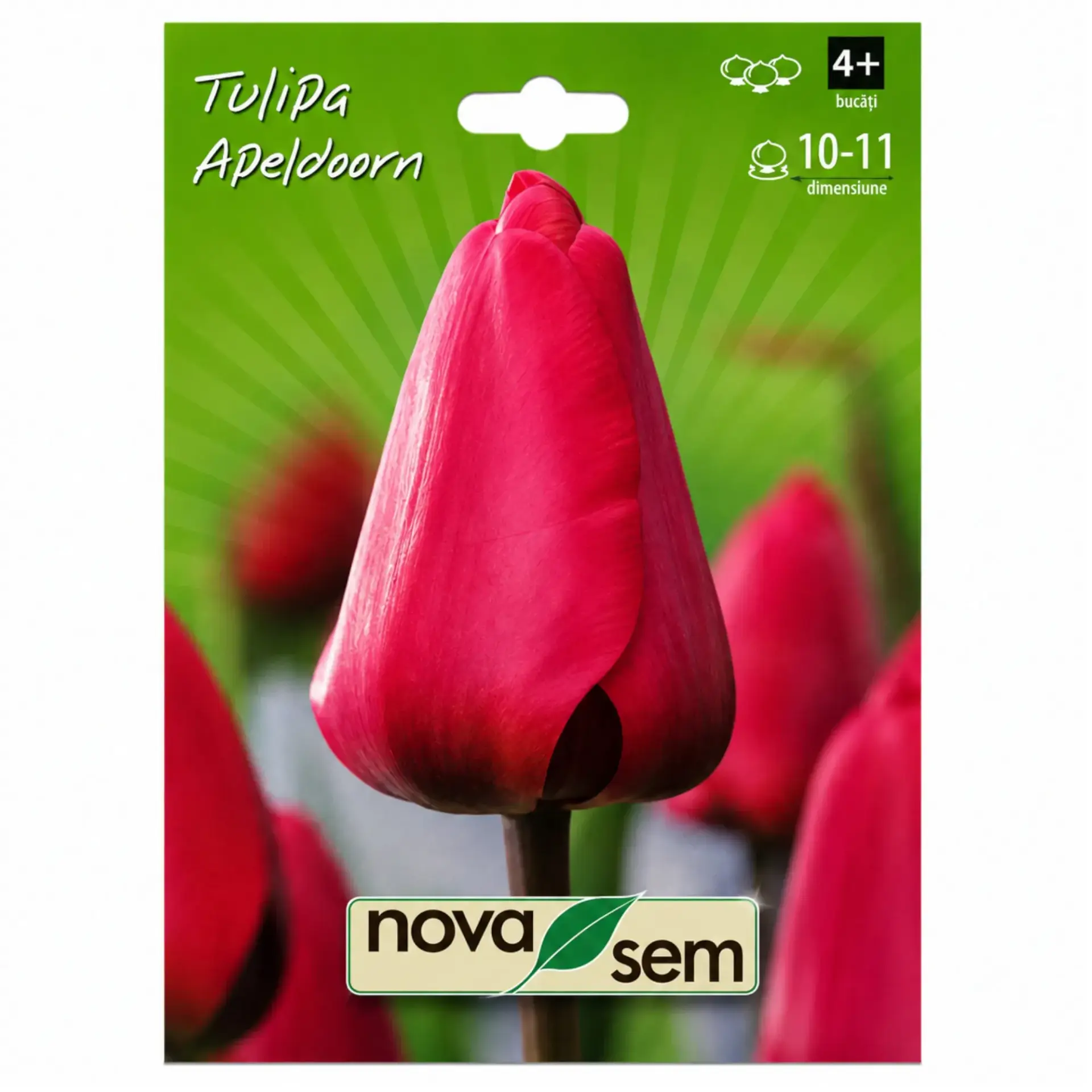 Tulips Apeldoorn