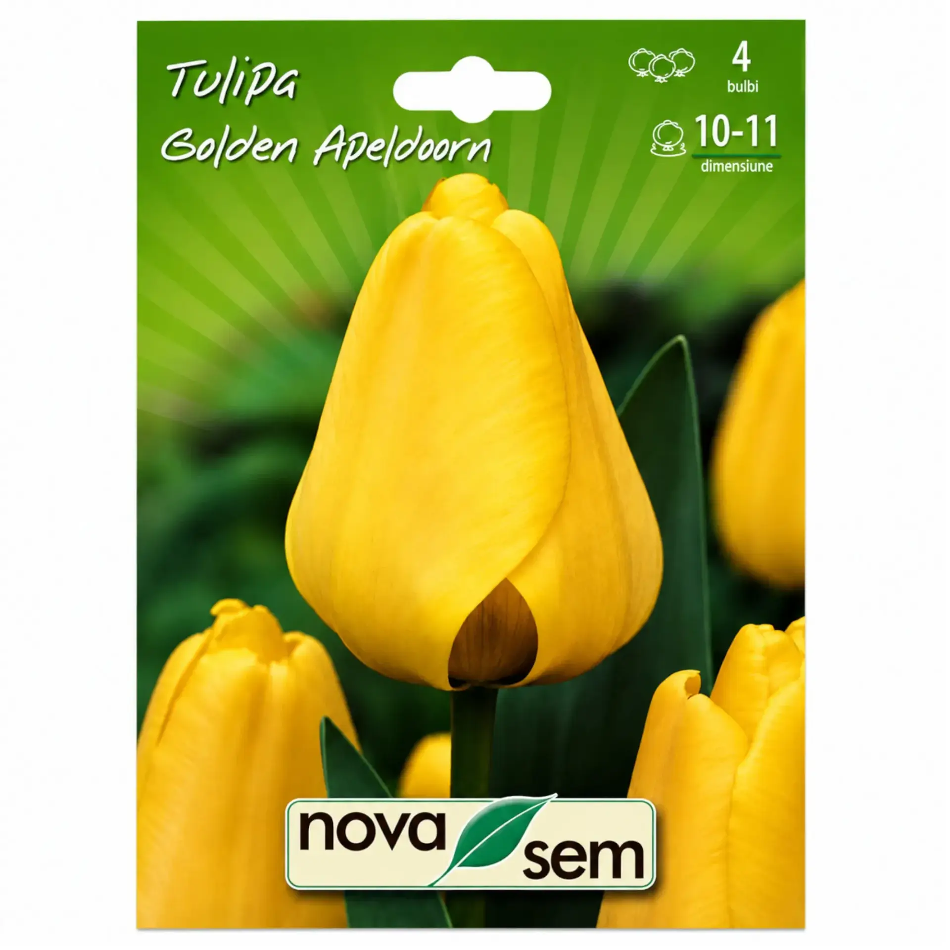 Tulips Golden Apeldoorn