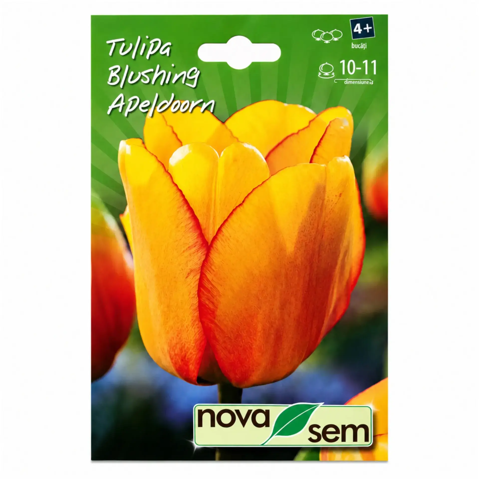 Tulips Blushing Apeldoorn