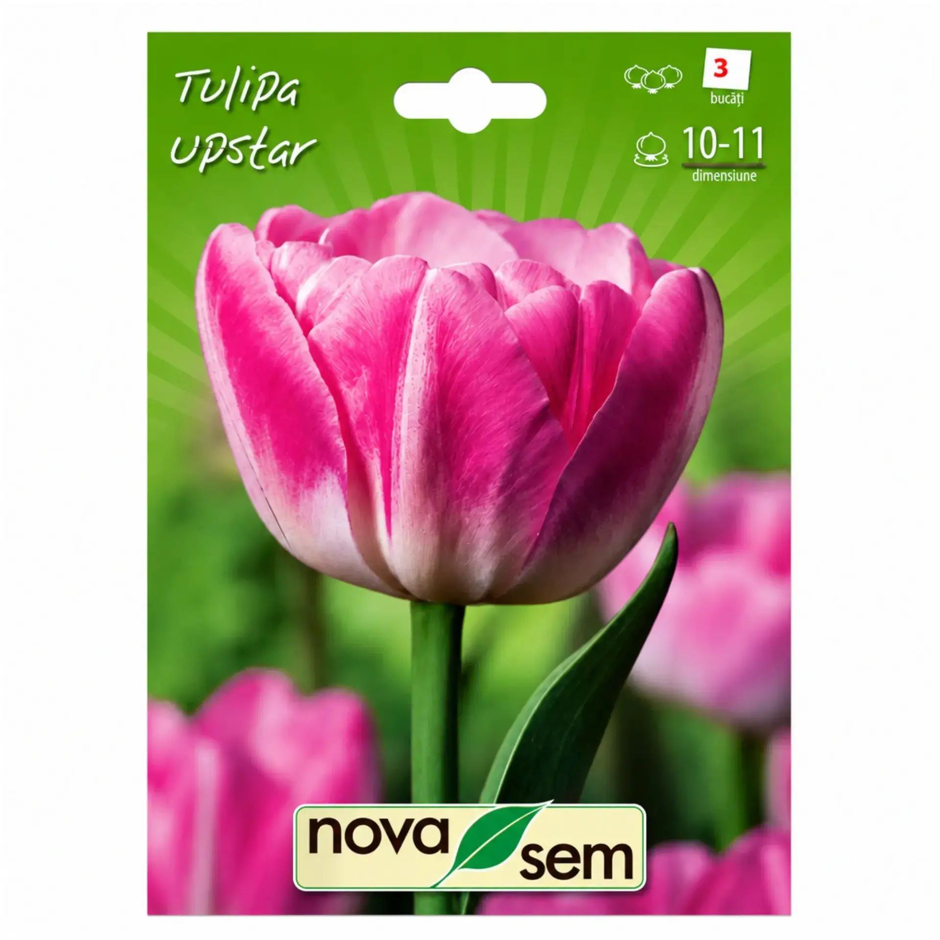 Tulips Upstar