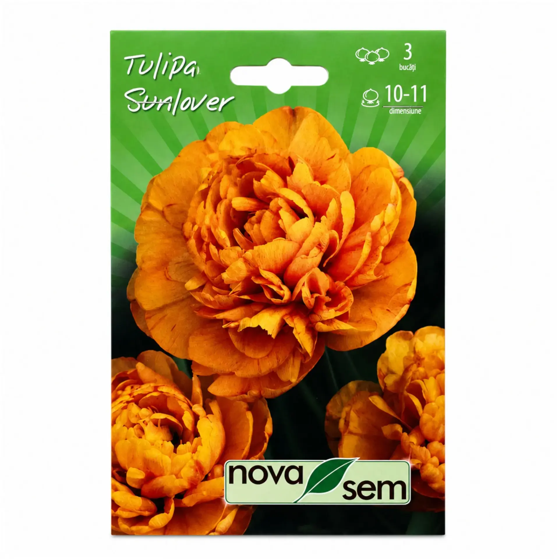 Tulips Sunlover