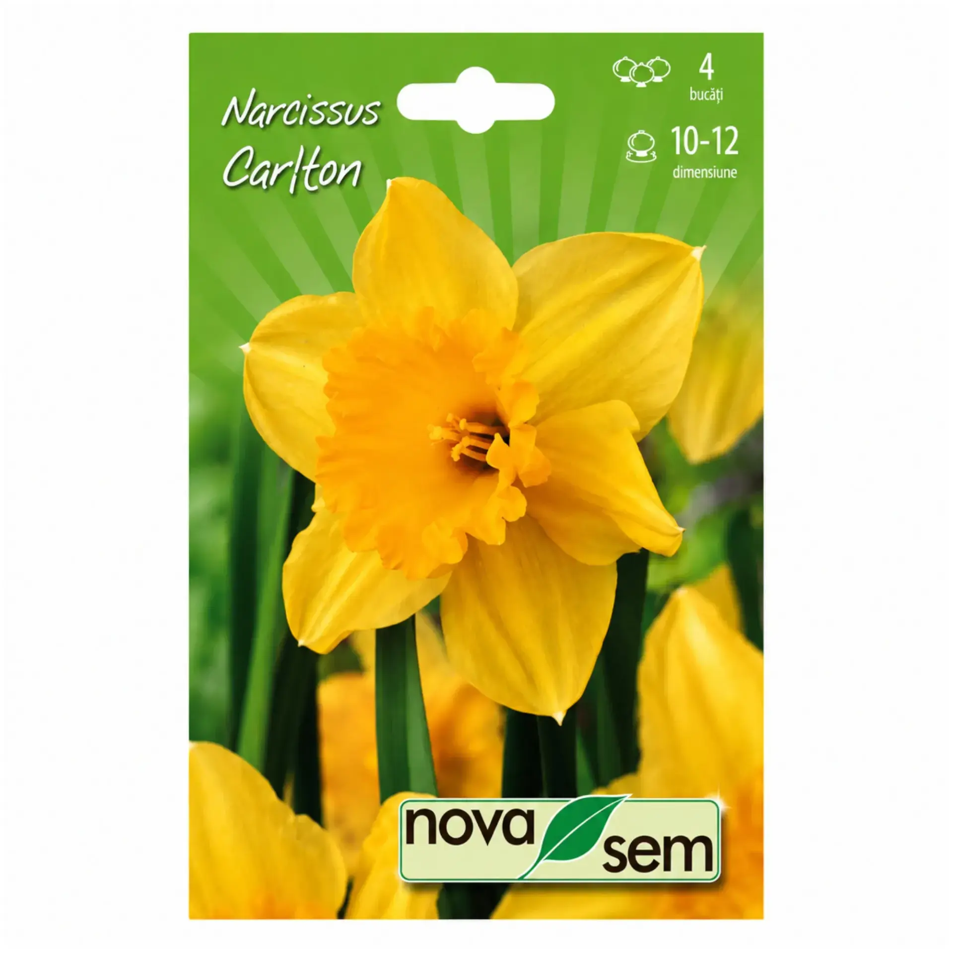 Daffodils Carlton