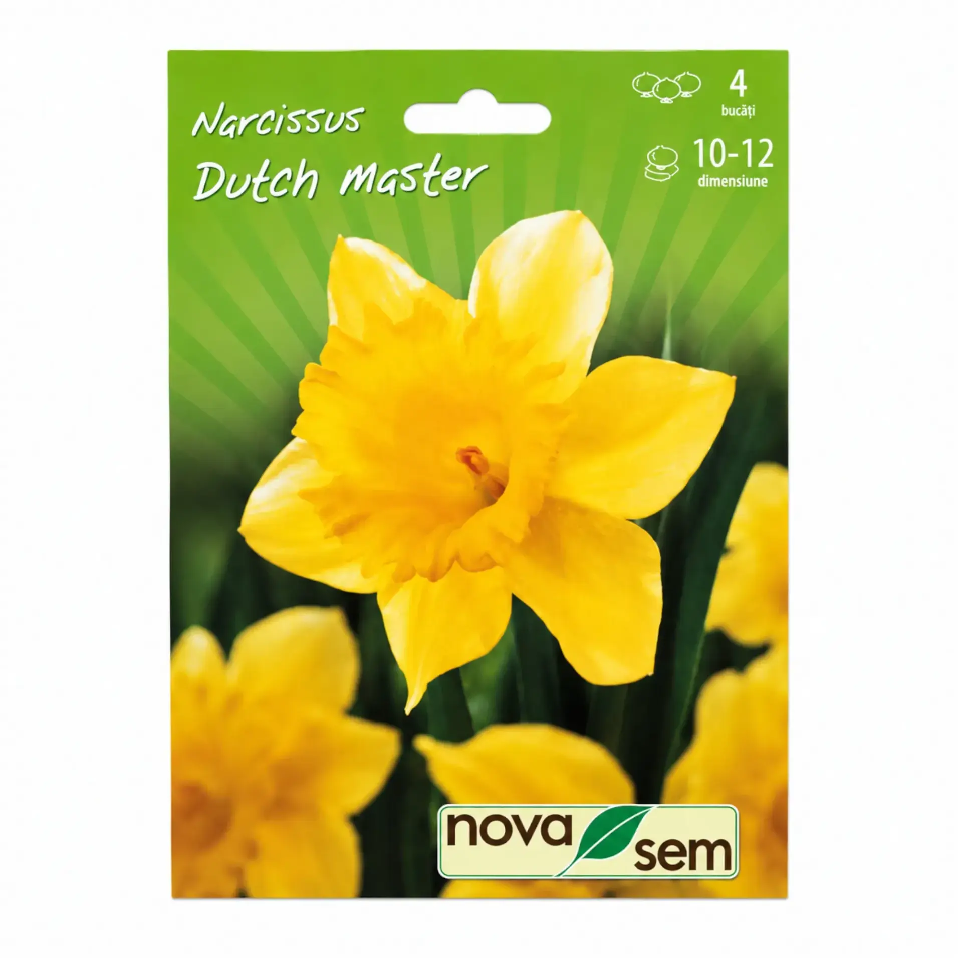 Daffodils Dutch Master