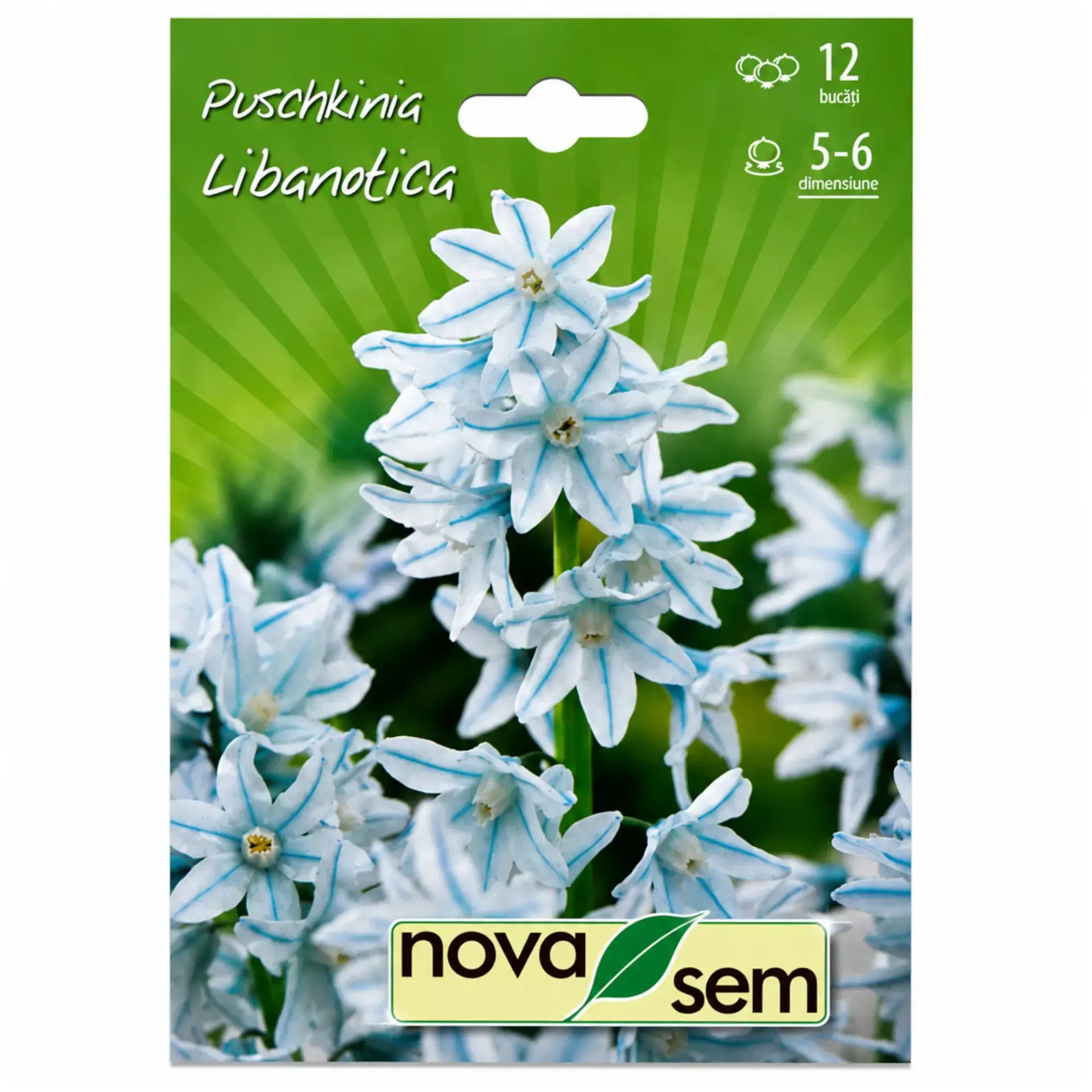 Striped squill Libanotica