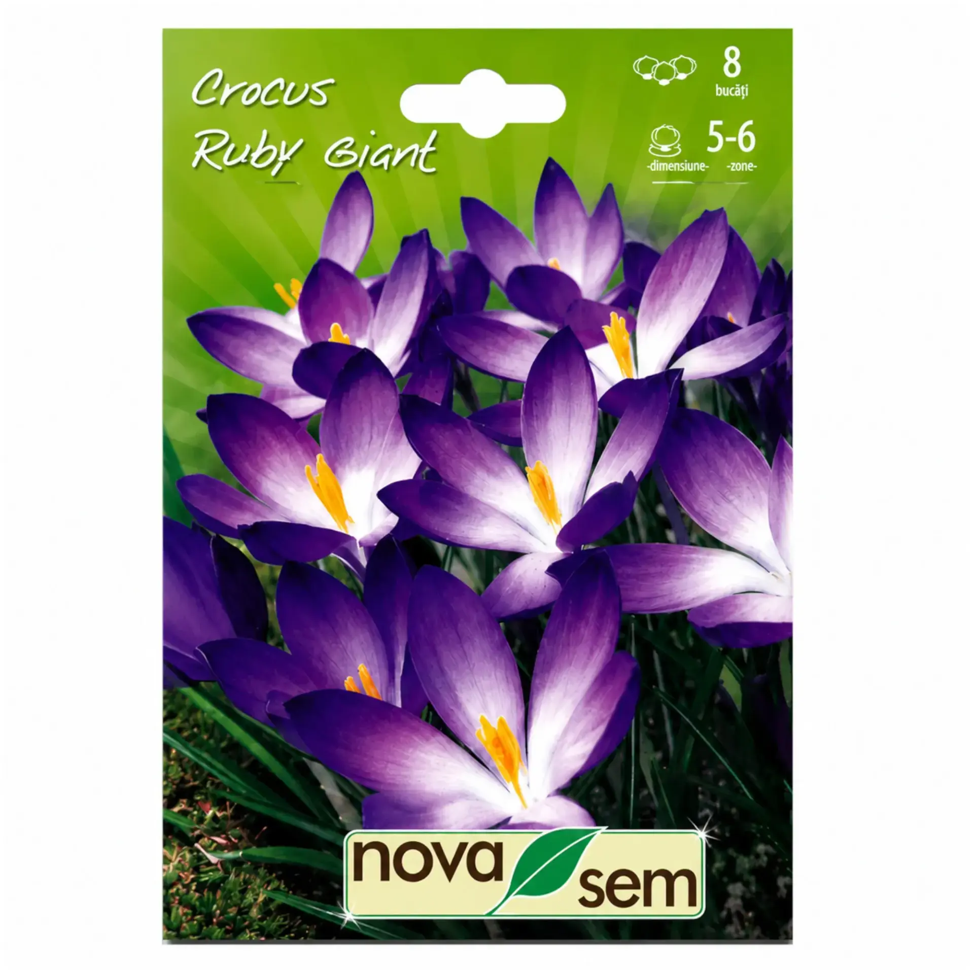 Crocus Ruby Giant