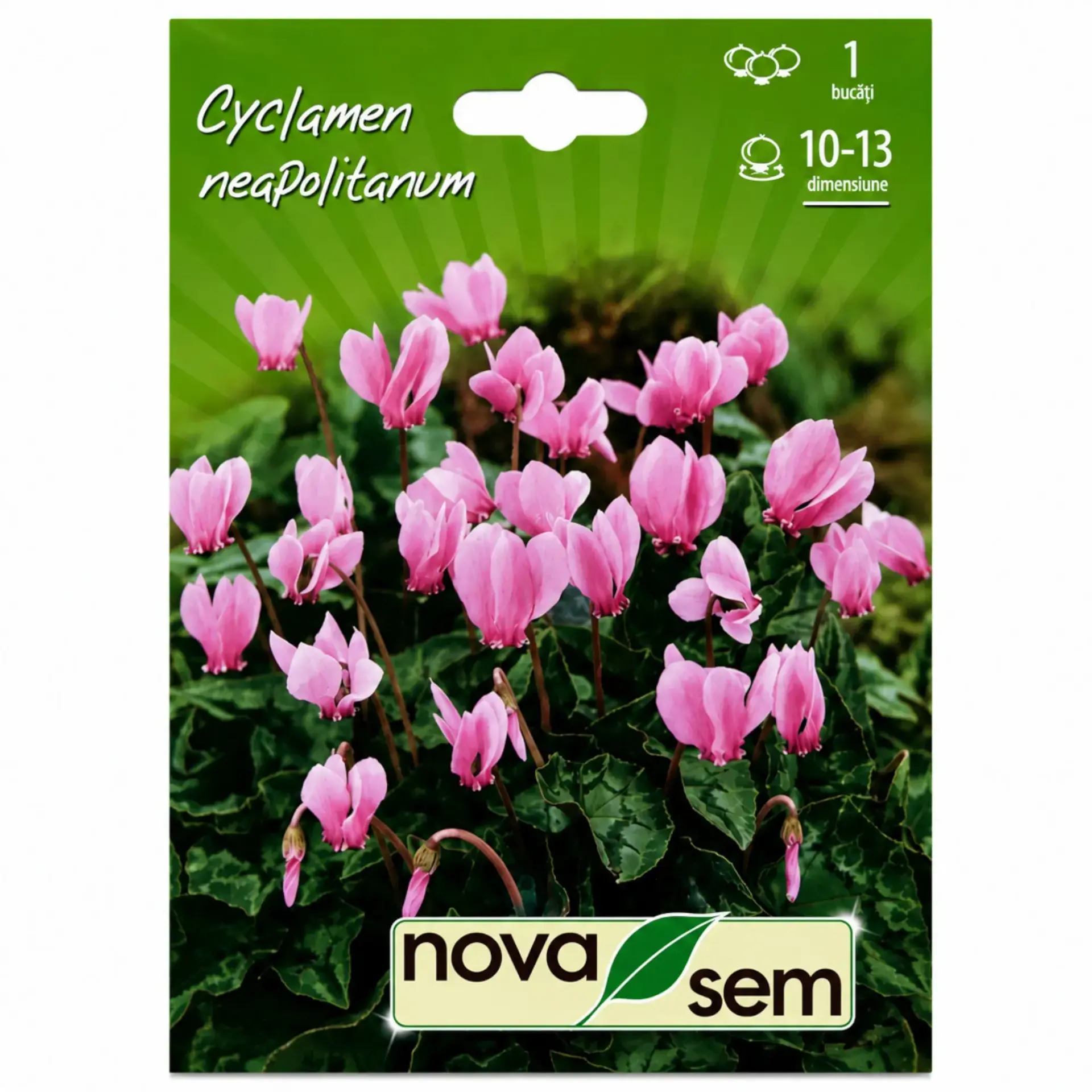 Hardy cyclamen Neapolitanum