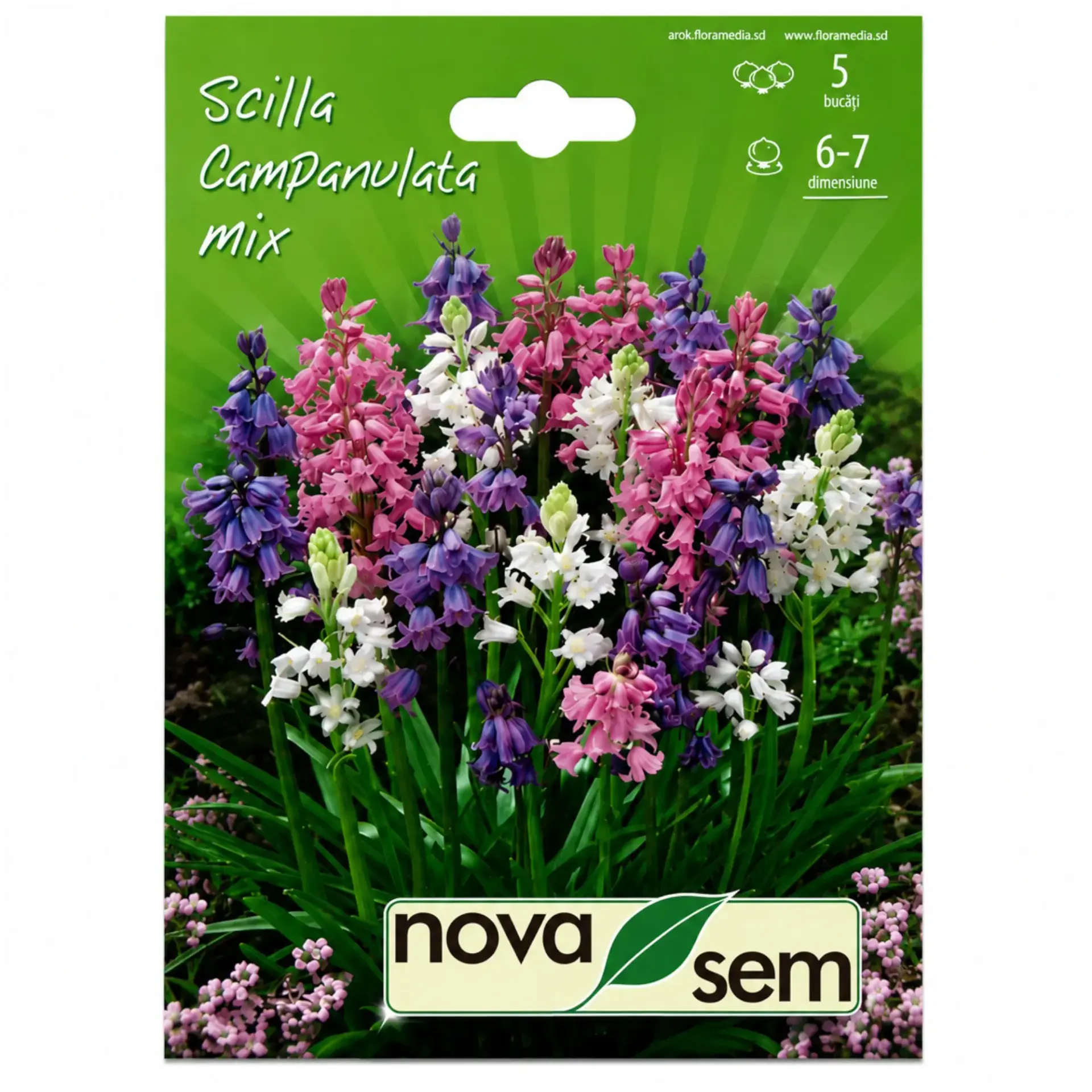 Squills Campanulata Mix