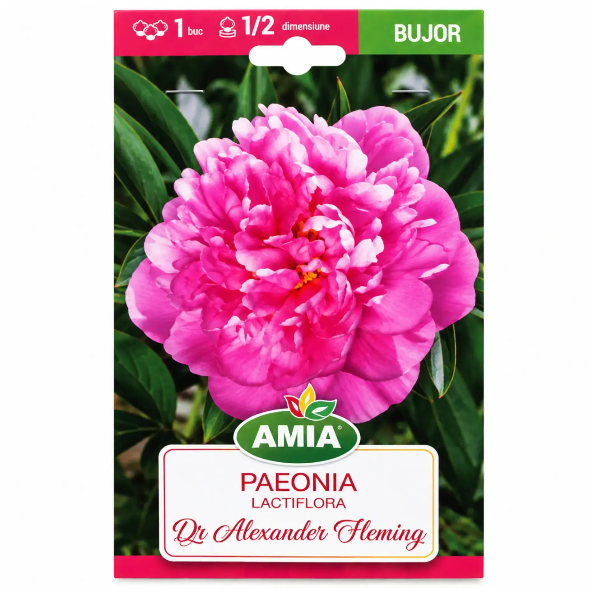 Peonies Dr Alexander Fleming