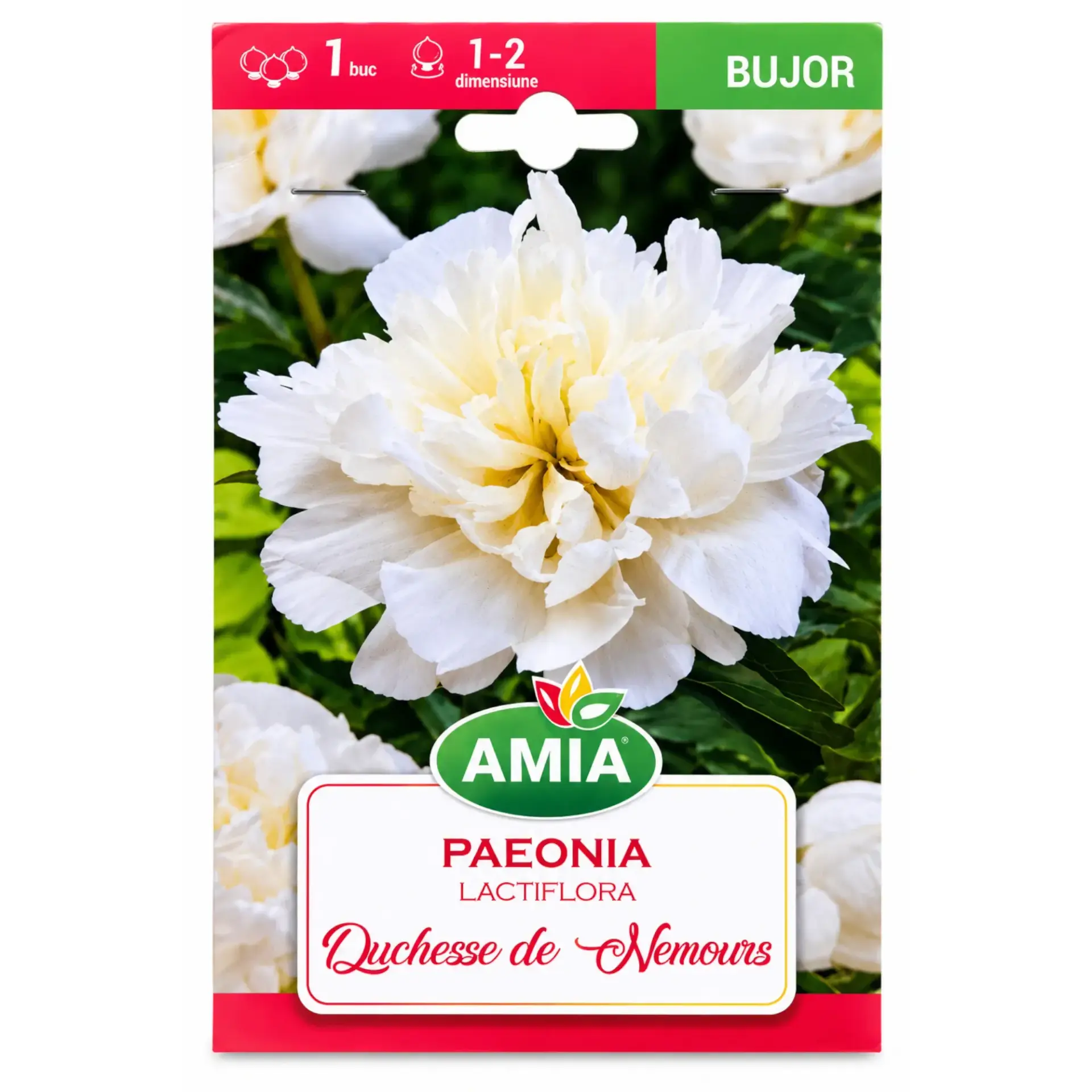 Peonies Duchesse de Nemours