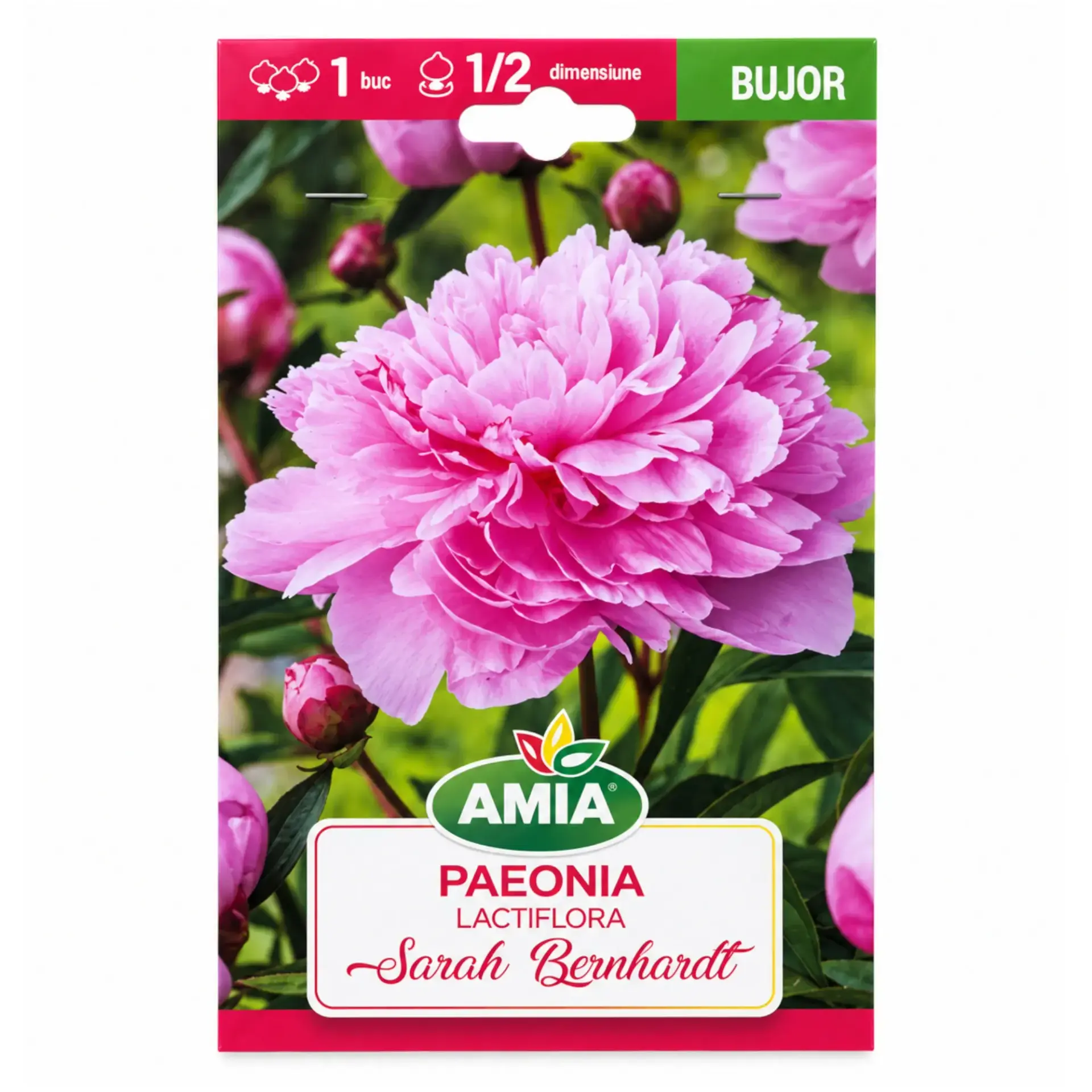 Peonies Sarah Bernhardt