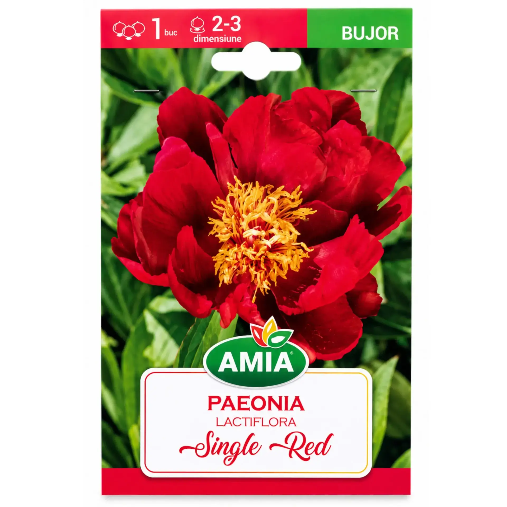 Peonies Single Red