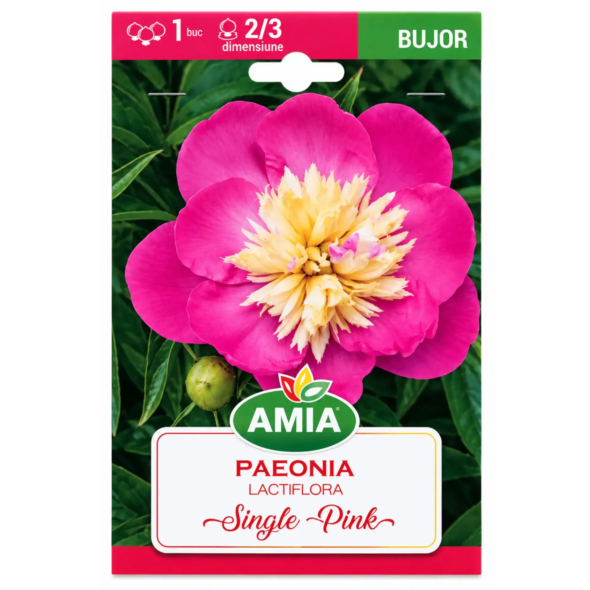 Peonies Single Pink