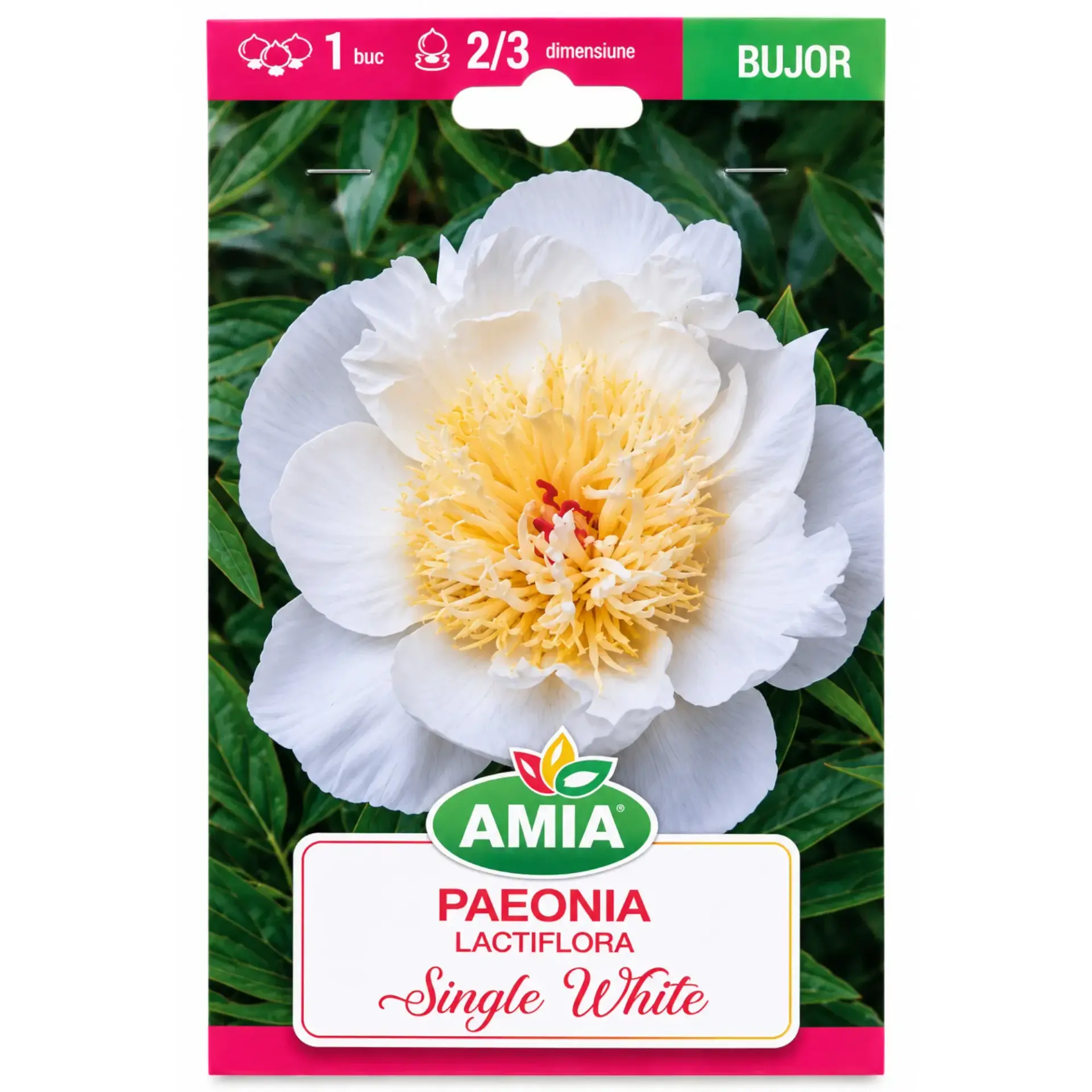 Peonies Single White