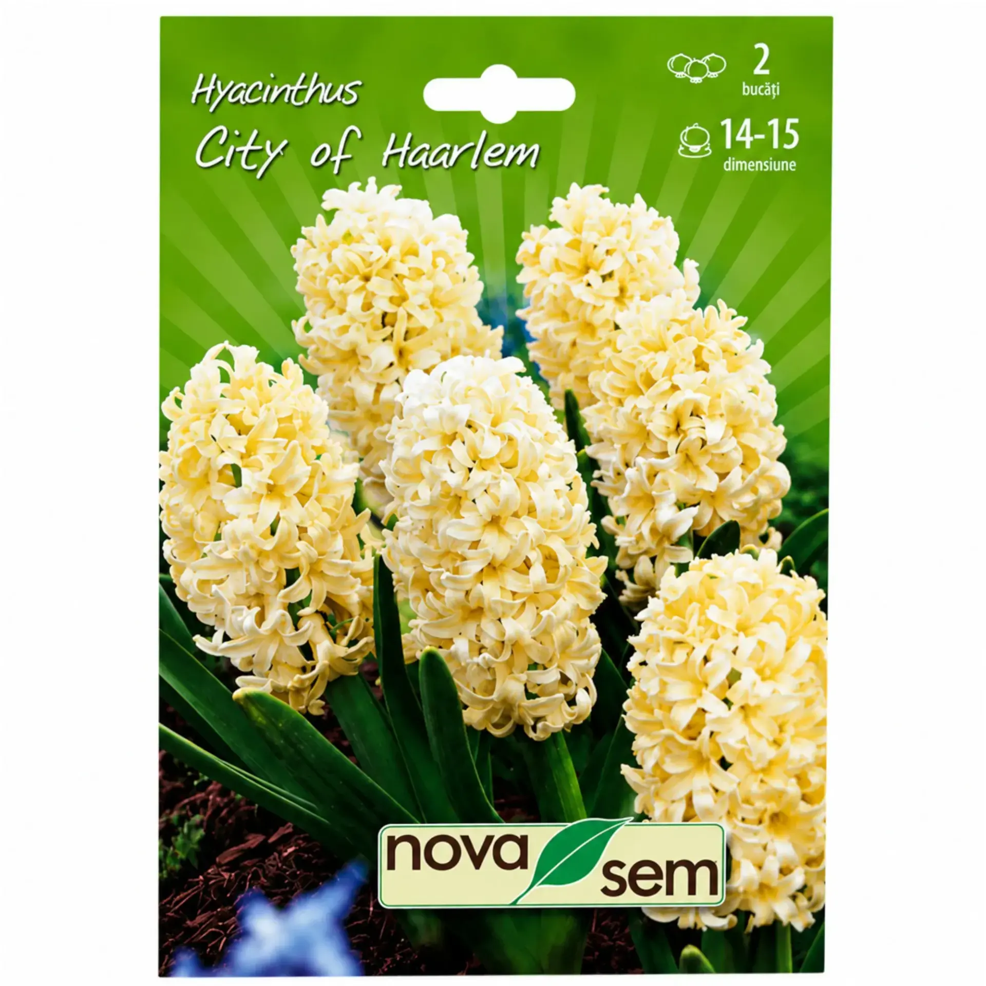Hyacinths City of Haarlem